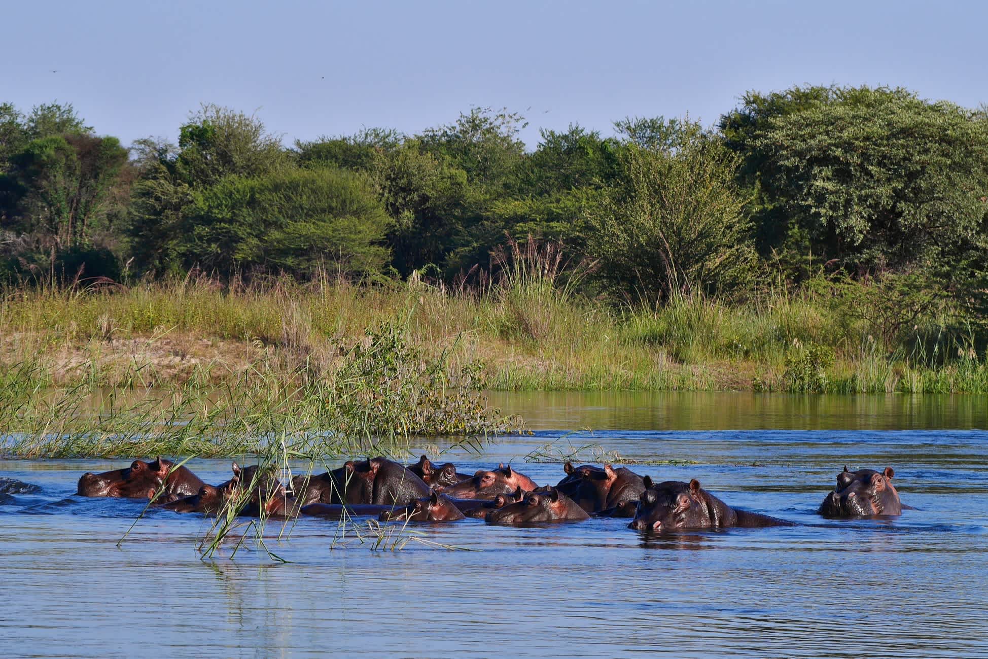 Nilpferde in einem Sumpfgebiet im Caprivi-Zipfel