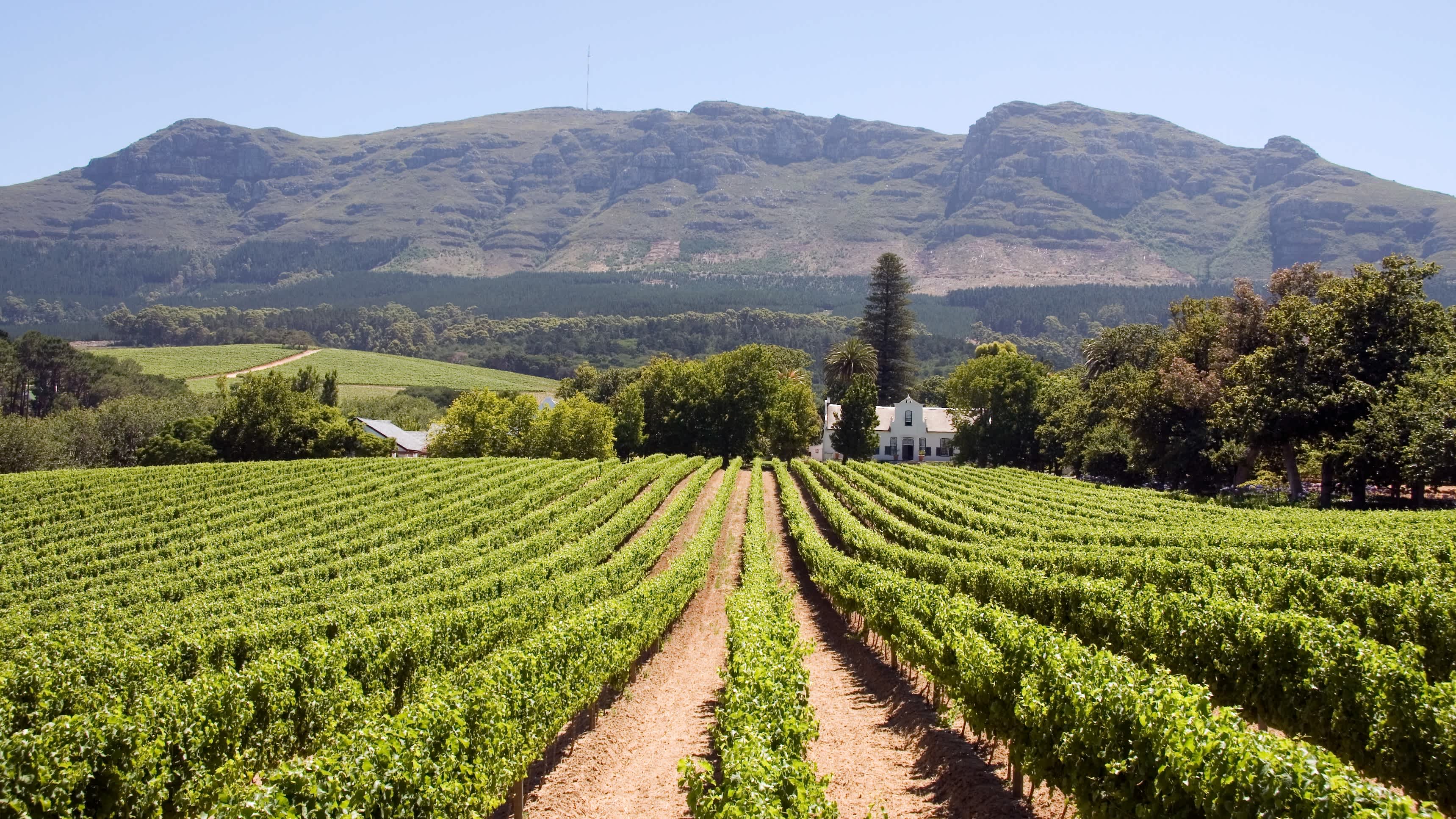 Weingut in Südafrika mit Bergen im Hintergrund