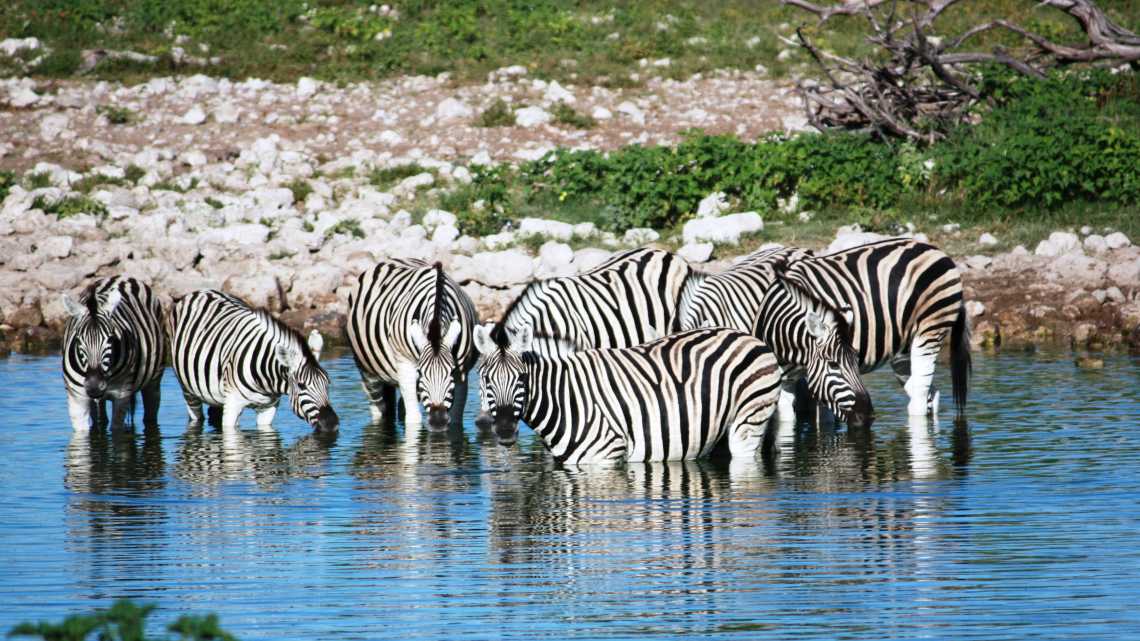 Durstige Zebras an der Wasserstelle im Etosha-Nationalpark am Morgen, in Namibia