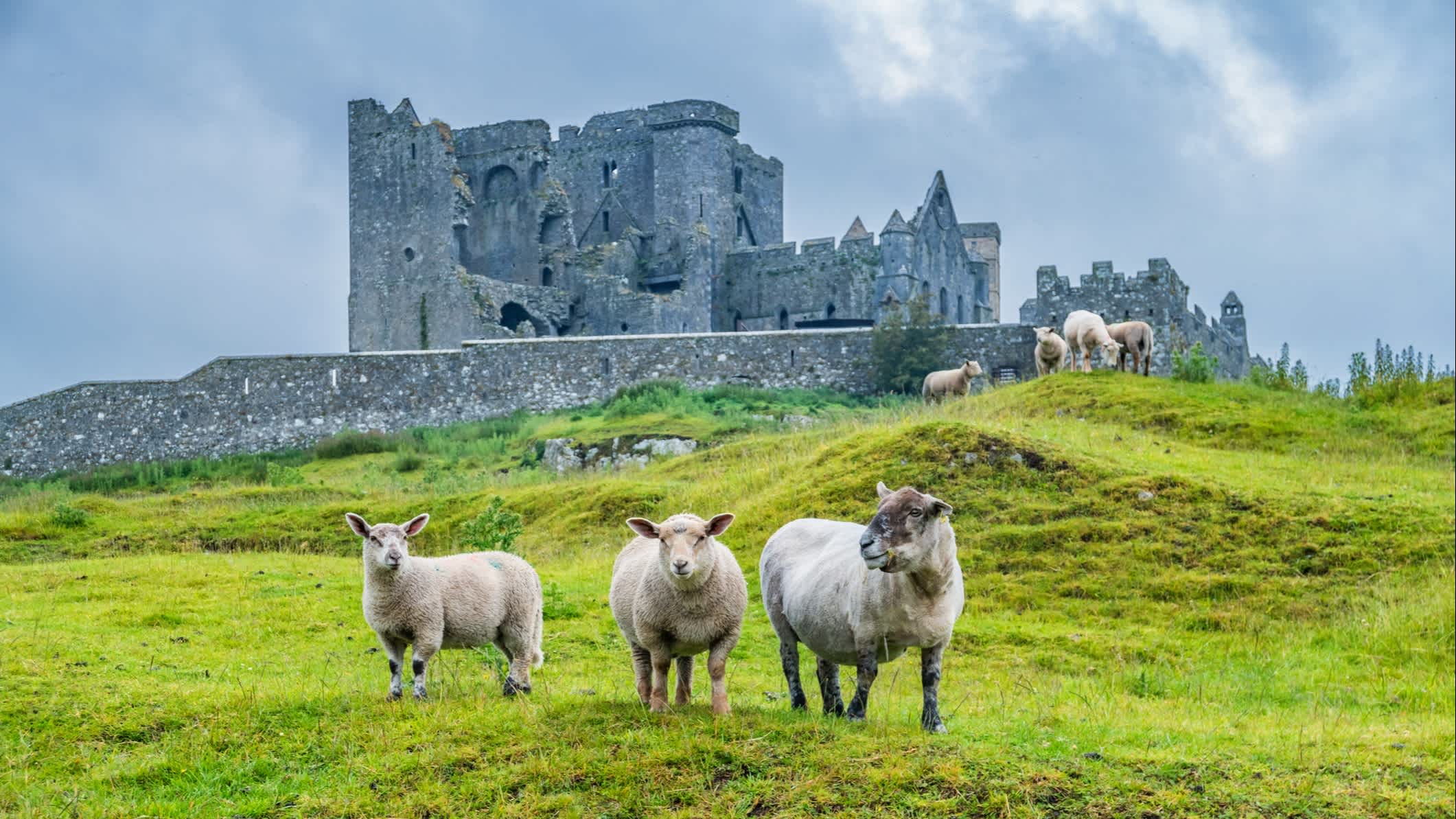 Schafe mit den Ruinen der Kathedrale am Rock of Cashel im Hintergrund, Irland.