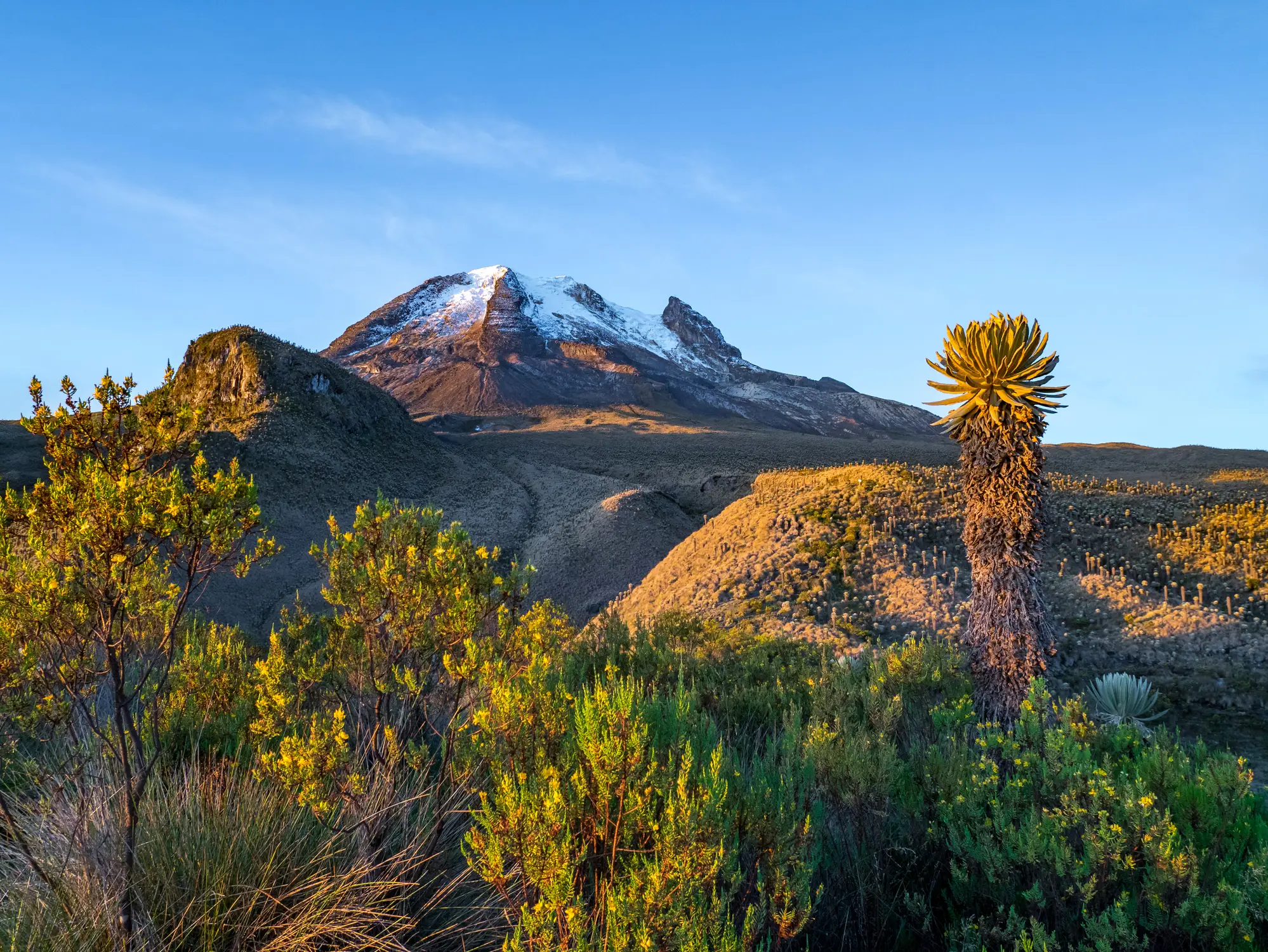 Kolumbien, Vulkan Tolima in Los Nevados Nationalpark Vulkan Tolima in Los Nevados Nationalpark mit Beatyful Vegetation Frailejones (ganze), Kolumbien