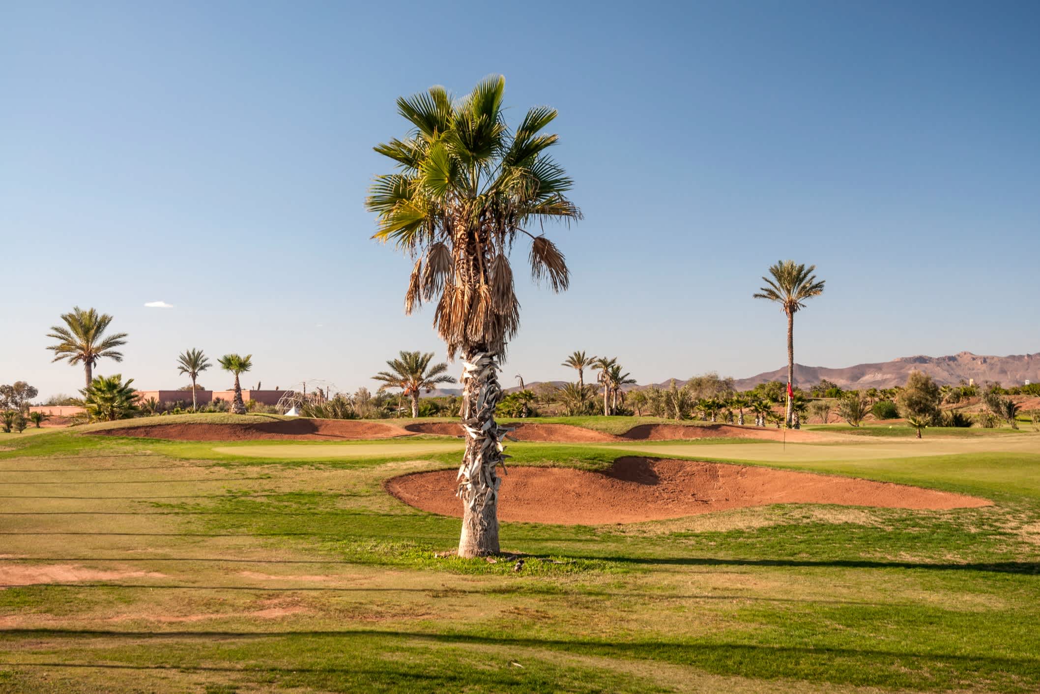 Terrain de golf avec palmiers