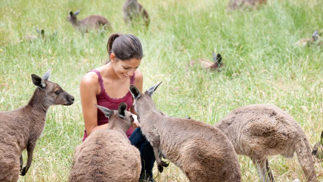 Frau füttert Kängurus auf Kangaroo Island in Australien