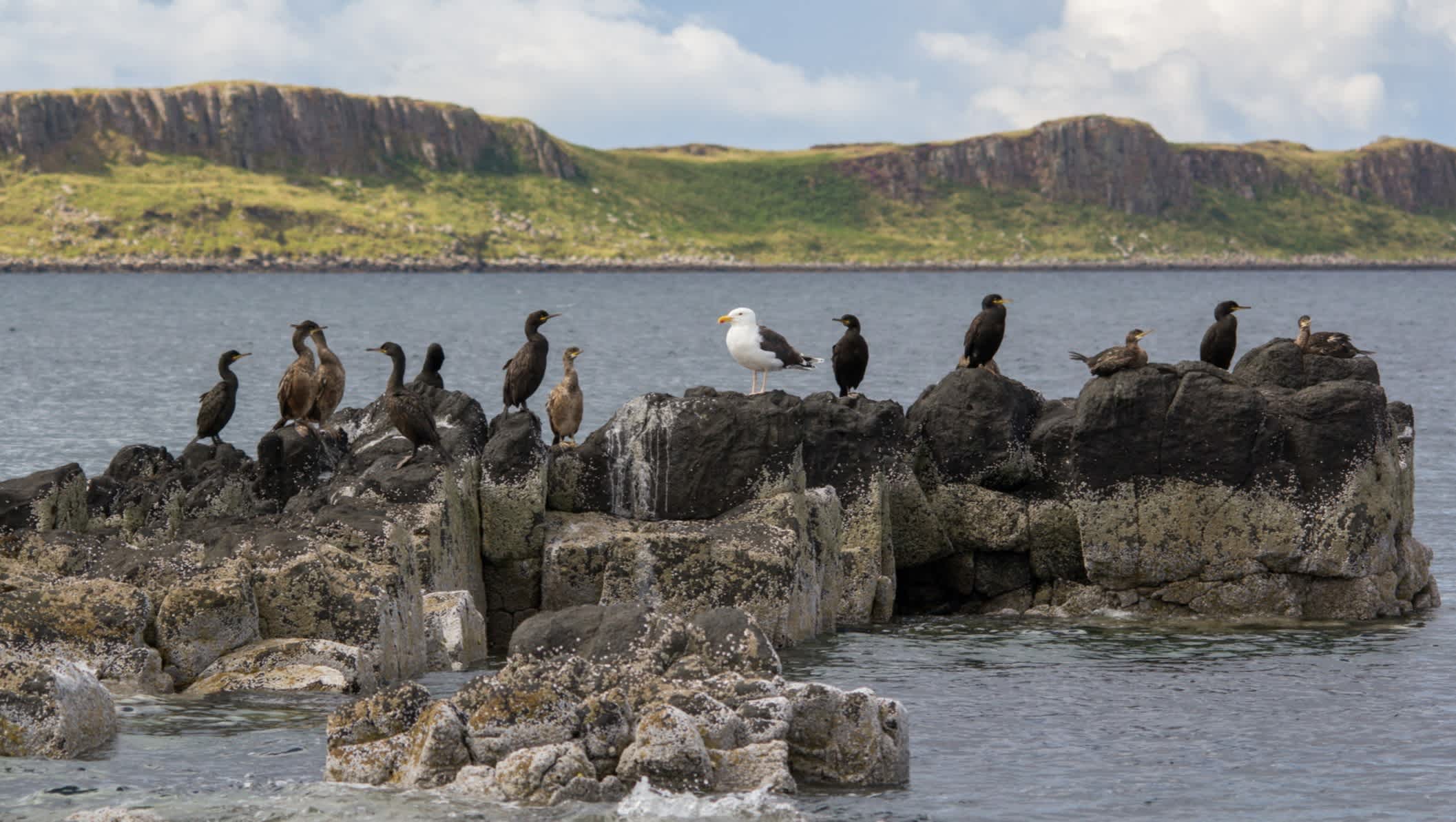 Seevögel auf Felsen, Isle Of Skye, Schottland

