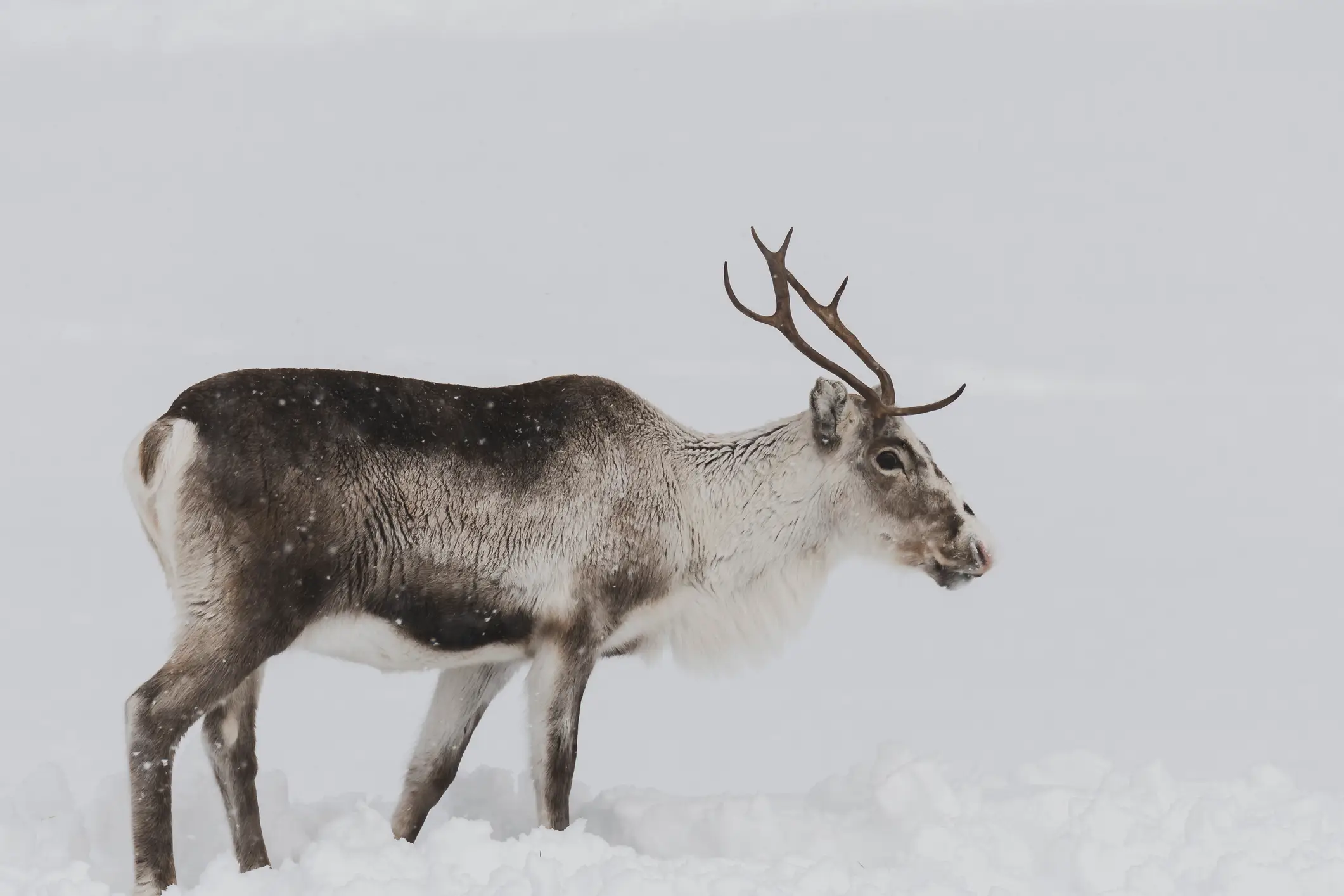 Renne dans un paysage enneigé en plein hiver en Norvège