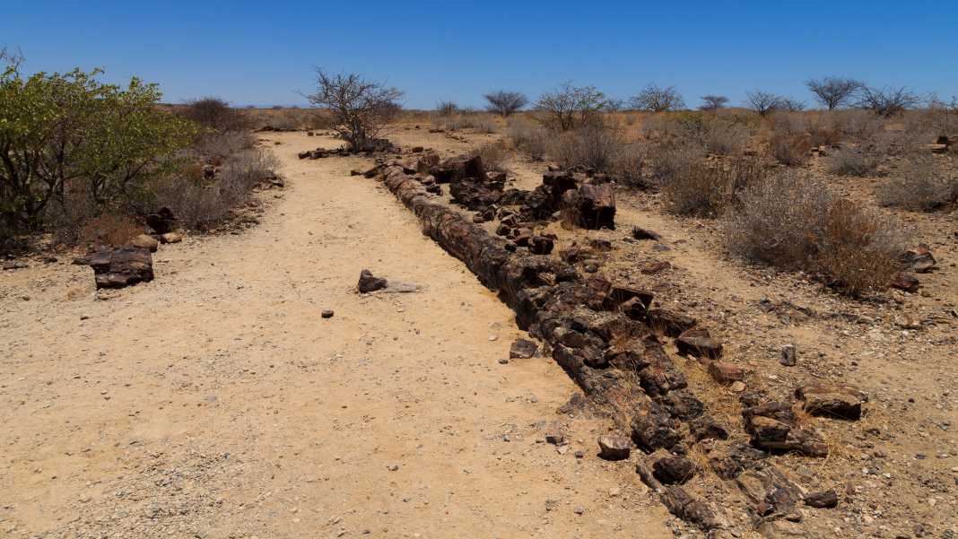 Die Überreste eines versteinerten Baumes in Khorixas liegen auf dem von Sträuchern umgebenen Boden in Namibia.