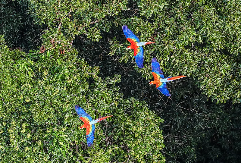 Papageien fliegen über den Bäumen im Amazonas in Brasilien.