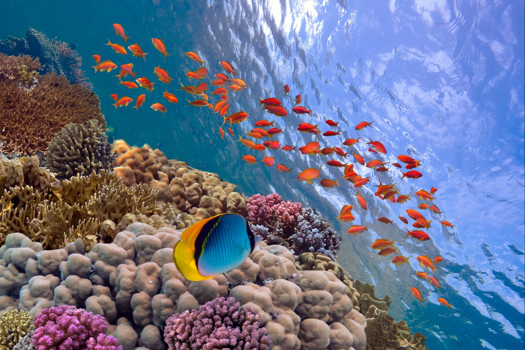Foto einer Korallen Kolonie auf einem Riff