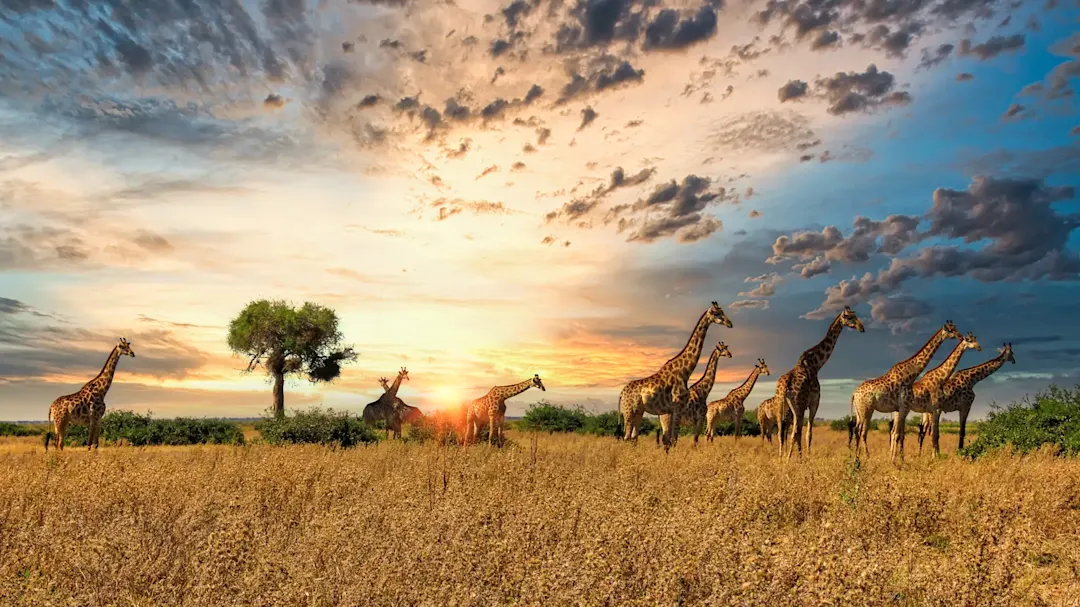 Giraffen in der Serengeti bei Sonnenuntergang mit Wolkenhimmel. Arusha, Serengeti, Tansania.