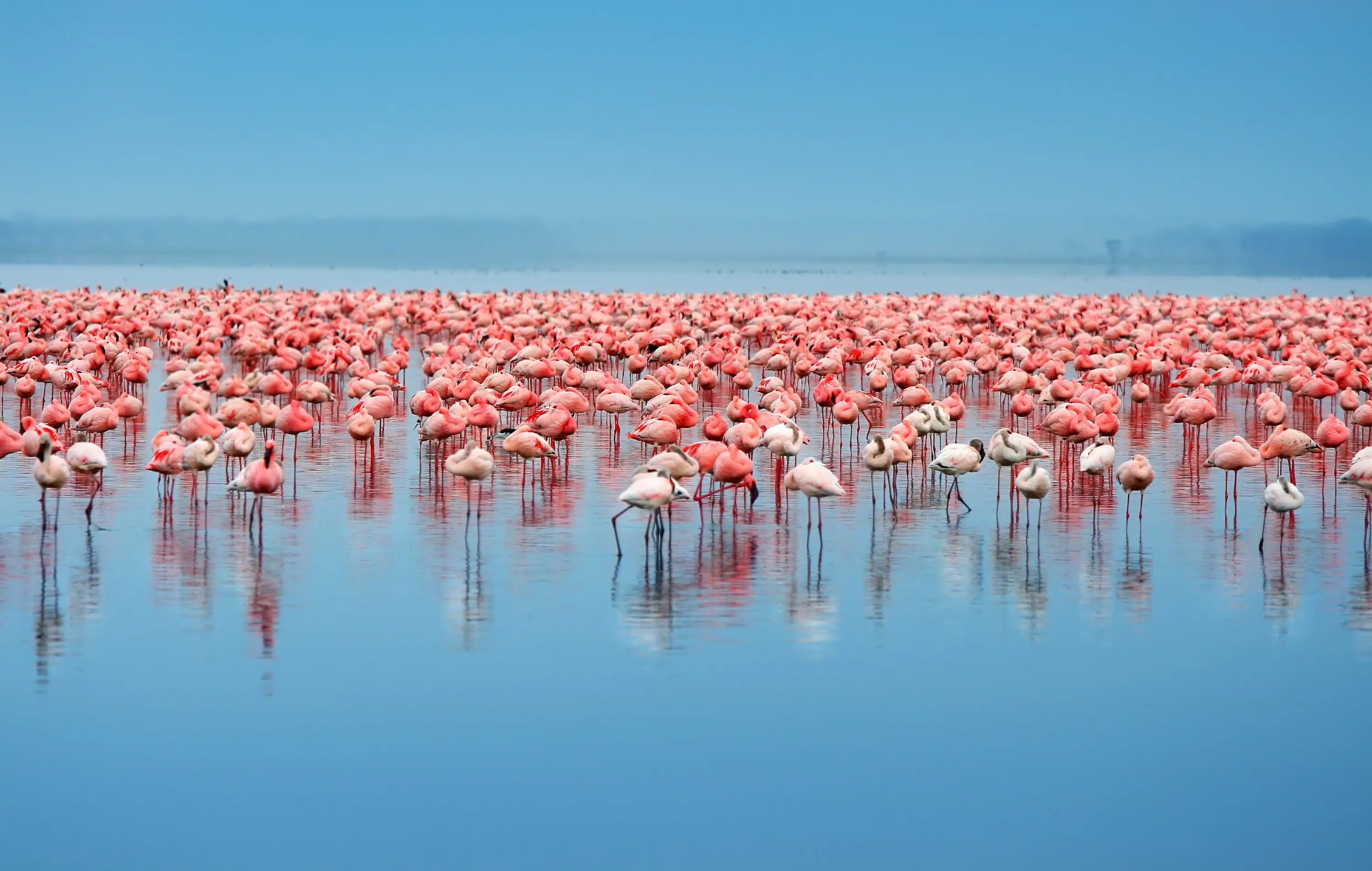 Kenia, Lake-Nakuru-Nationalpark, Flamingoschwarm Flamingoschwarm im Lake Nakuru
