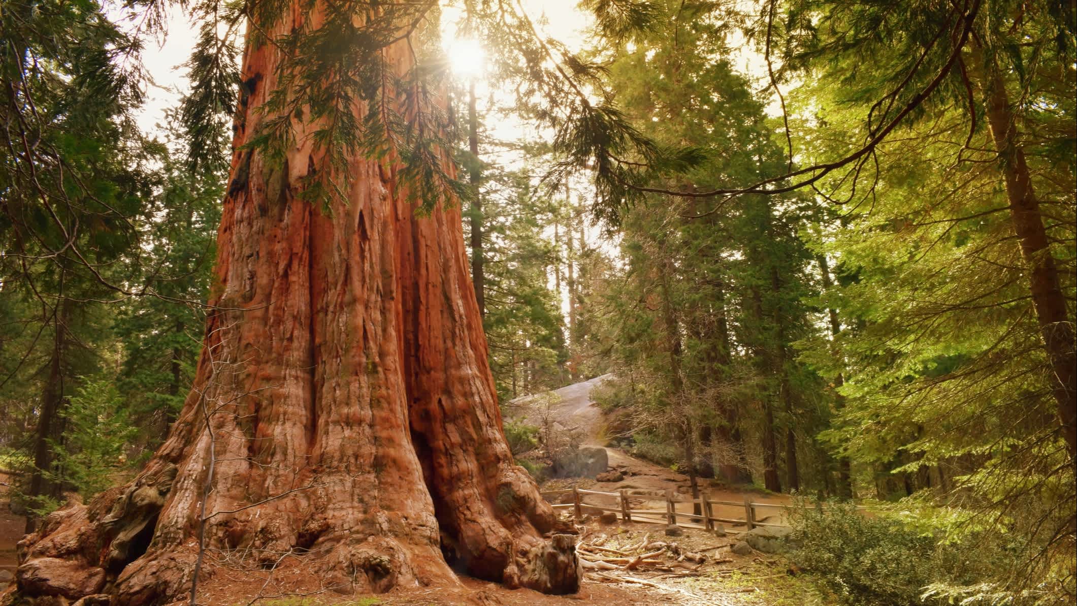 Der General Grant Baum, der größte Riesenmammutbaum. Sequoia & Kings Canyon National Parks, Kalifornien USA.