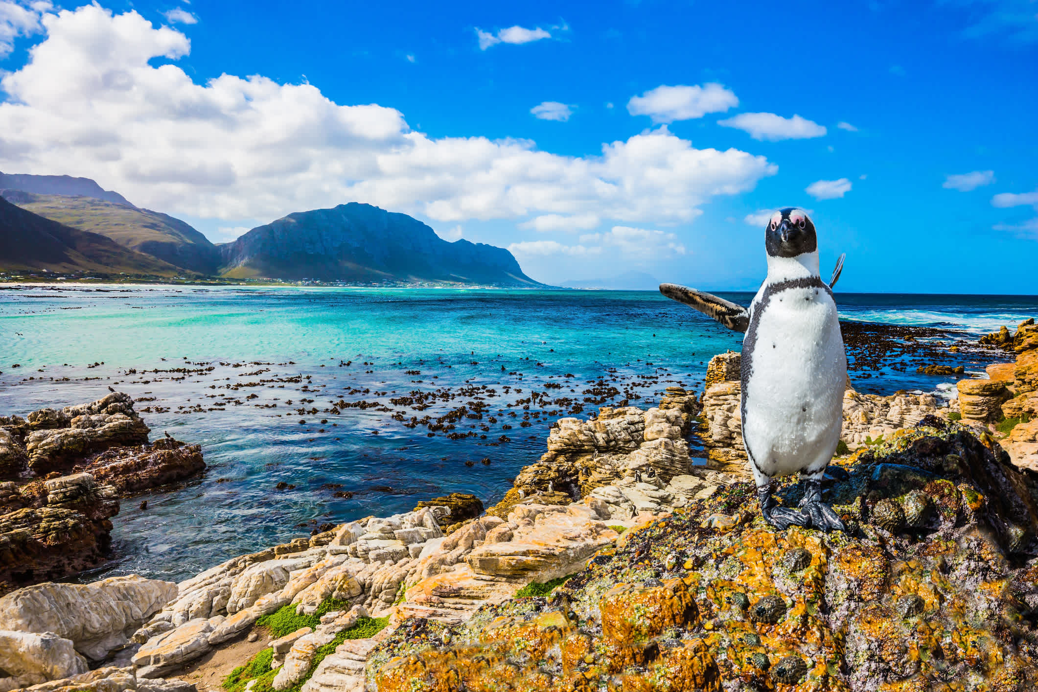 Afrique du Sud, parc national de Boulders Penguin Colony, pingouin sur un rocher

