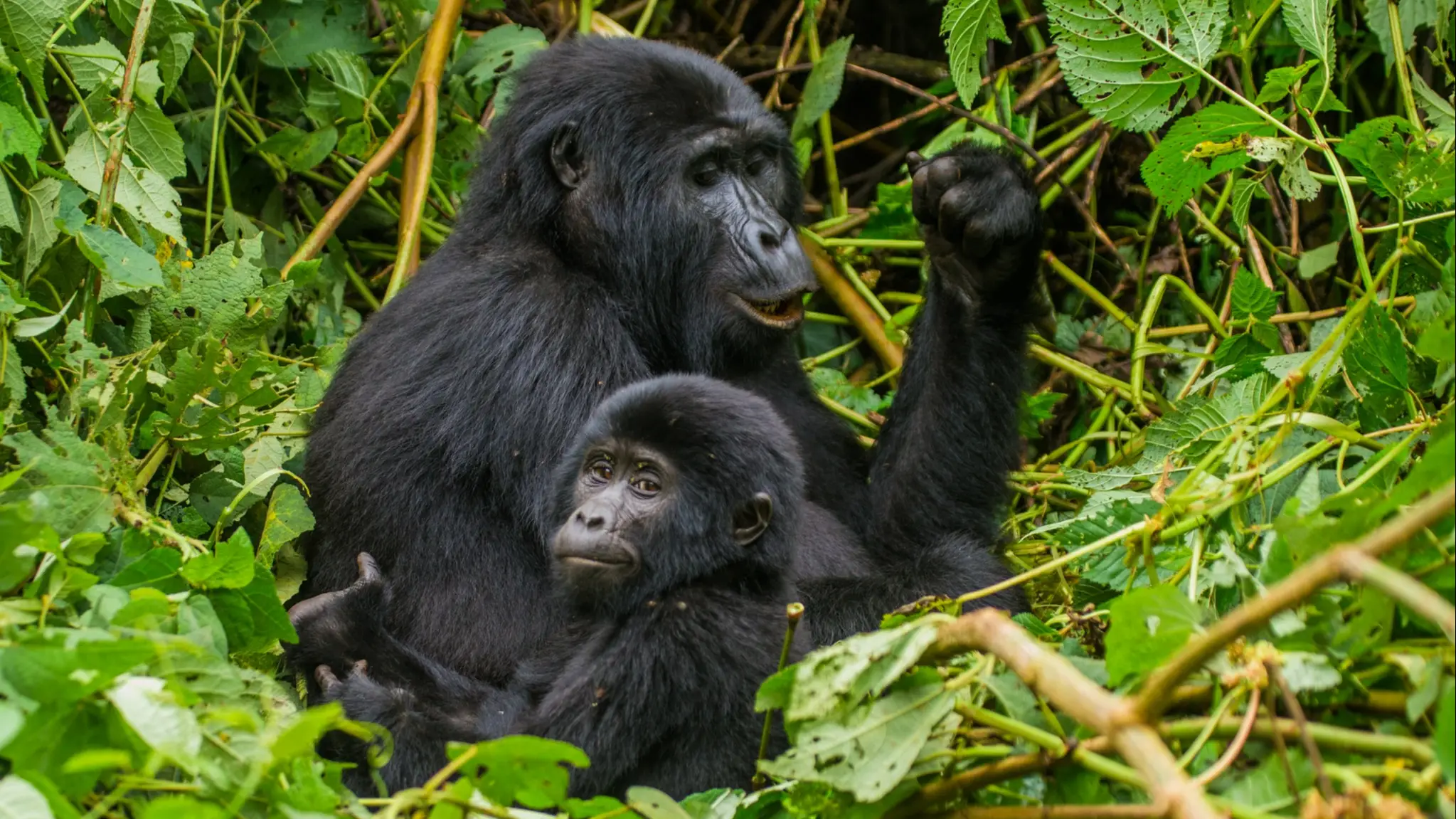 Tansnania, Gombe Nationalpark Weibliche Berggorillas mit einem Baby. Uganda. Bwindi undurchdringlichen Wald-Nationalpark