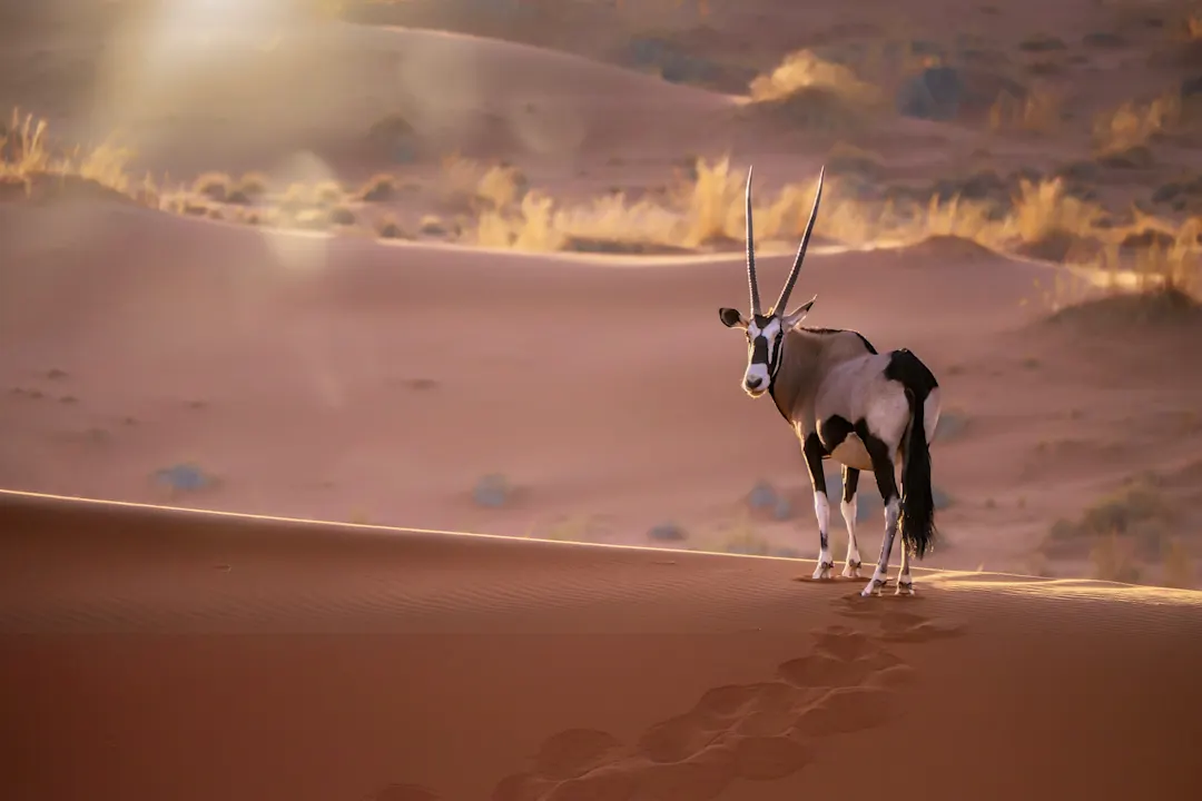 Namibia, Namib-Wüste, Oryxantilope