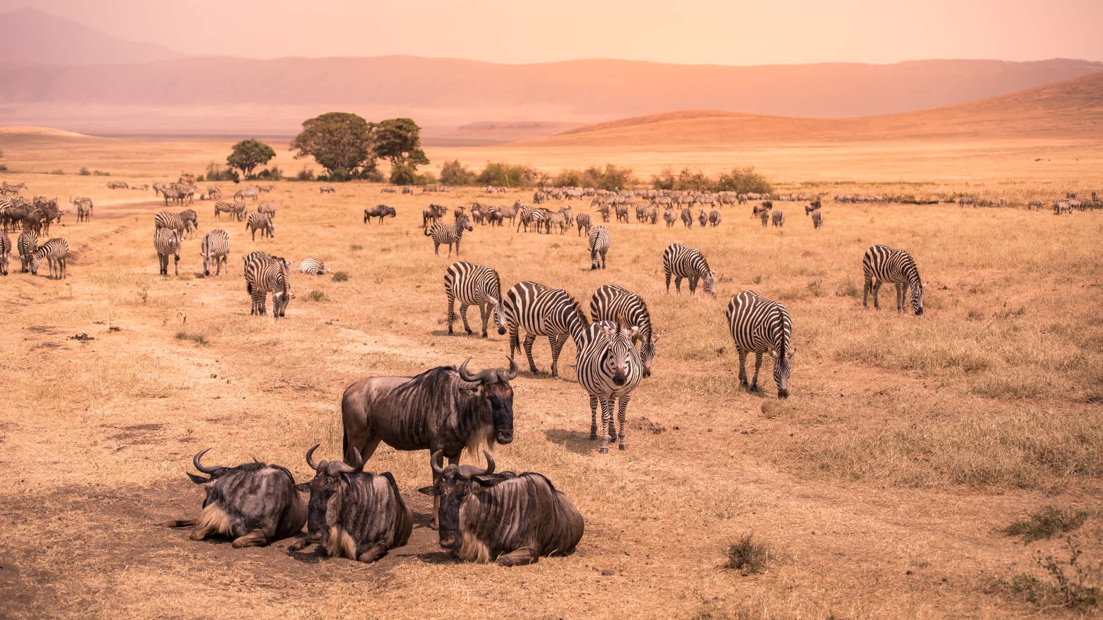 Landschaft der Ngorongoro Krater - Herde Zebras und gnus (auch bekannt als Gnus) auf der Weide grasen - wilde Tiere bei Sonnenuntergang - Ngorongoro Conservation Area, Tansania, Afrika