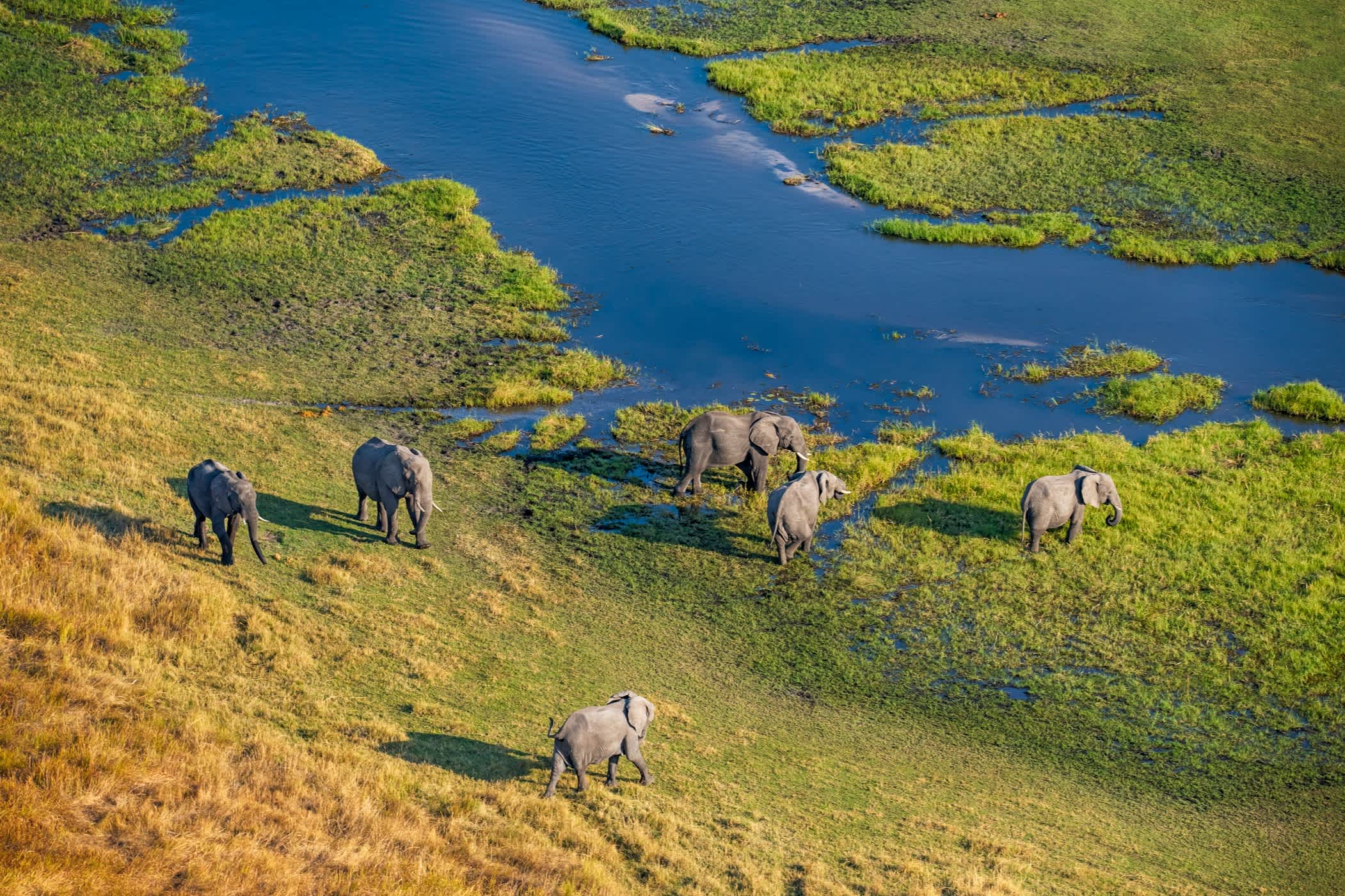 Zone humide du delta de l'Okavango avec des éléphants