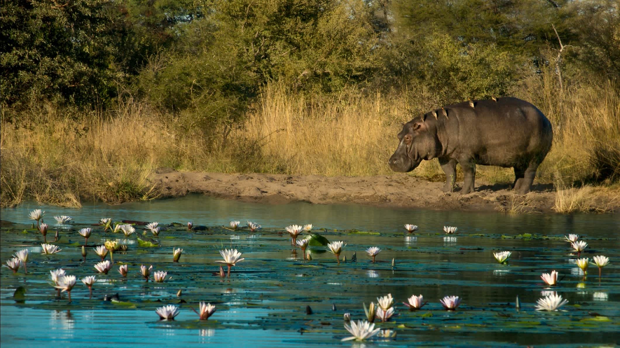 Hippopotamus am Flussufer der Kwando-Fluss, Caprivi Strip, Namibia.


