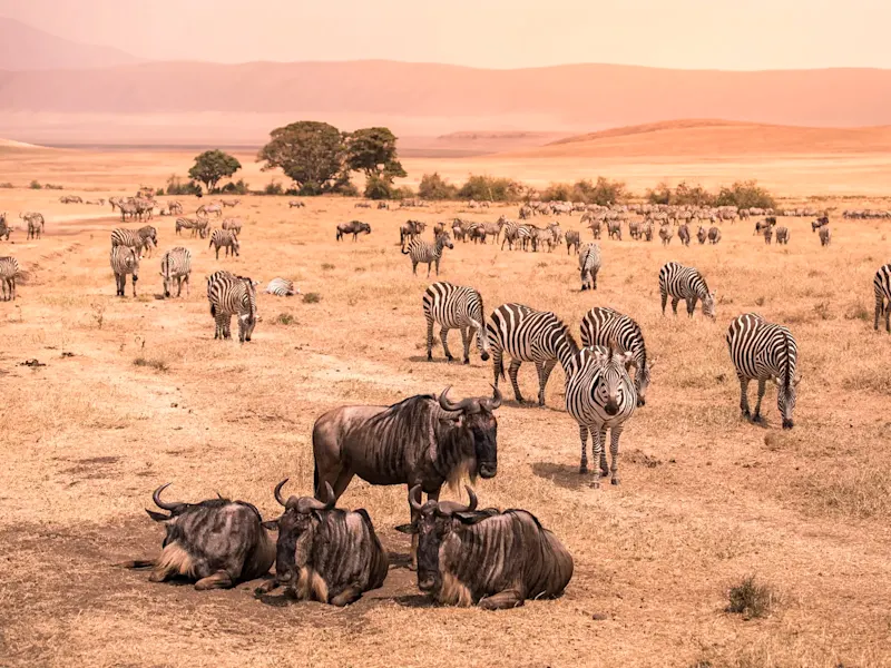 Tansania, Ngorongoro-Krater Zebras und Gnus in der weiten Savanne bei Sonnenuntergang. Ngorongoro-Krater, Tansania