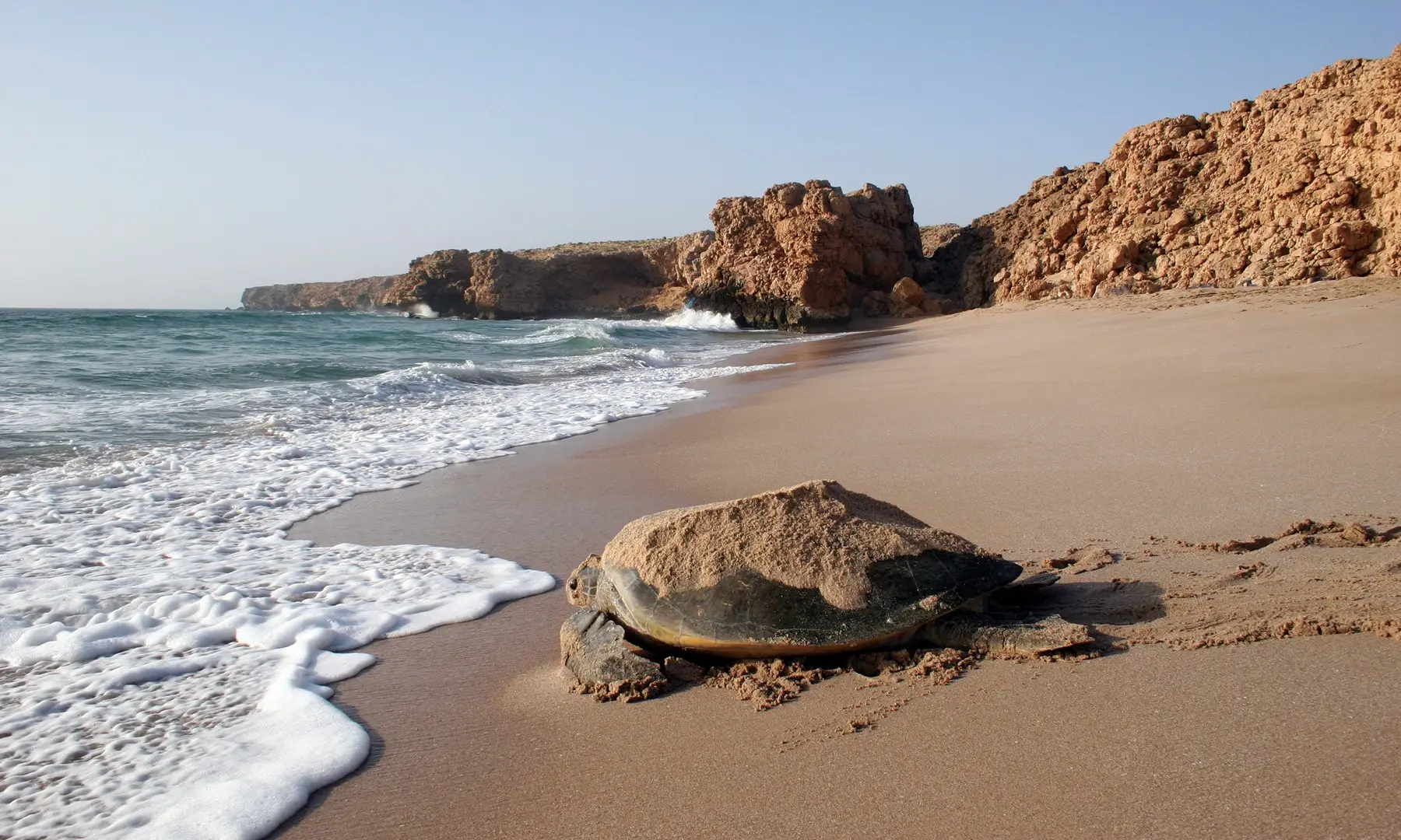 Tortue marine sur une plage déserte bordée de falaises rocheuses, avec des vagues douces et le sable doré, Oman.