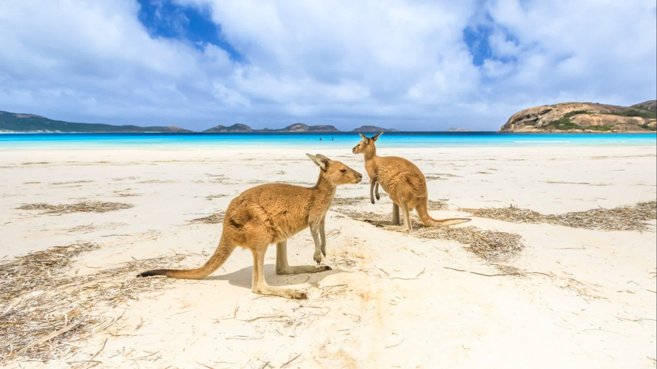 Kängurus an der Lucky Bay im Cape Le Grand National Park, Australien. 