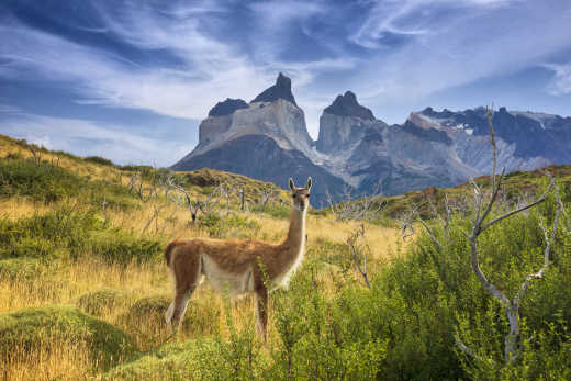 Guanaco bei Torres del Paine in Chile. 