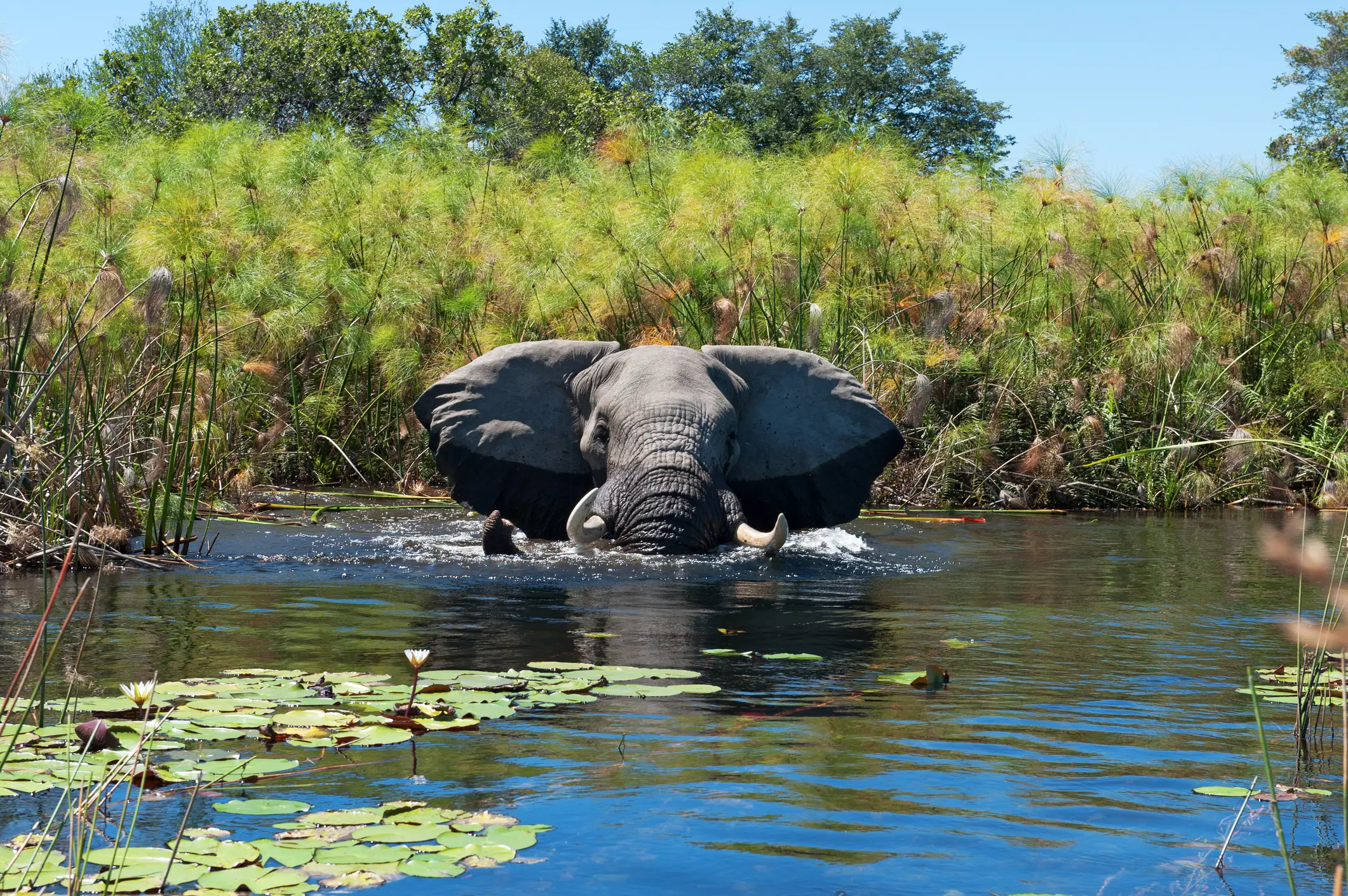 Afrikanischer Elefant, der in der Xigera-Konzession von Botswana im Wasser der von Papyruspflanzen umgebenen Feuchtgebiete badet.

