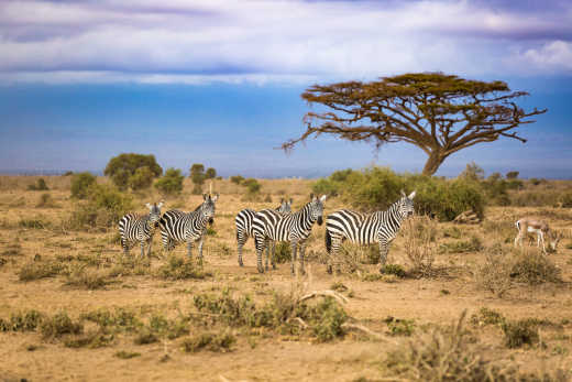 Un troupeau de zèbres dans la savane au Botswana
