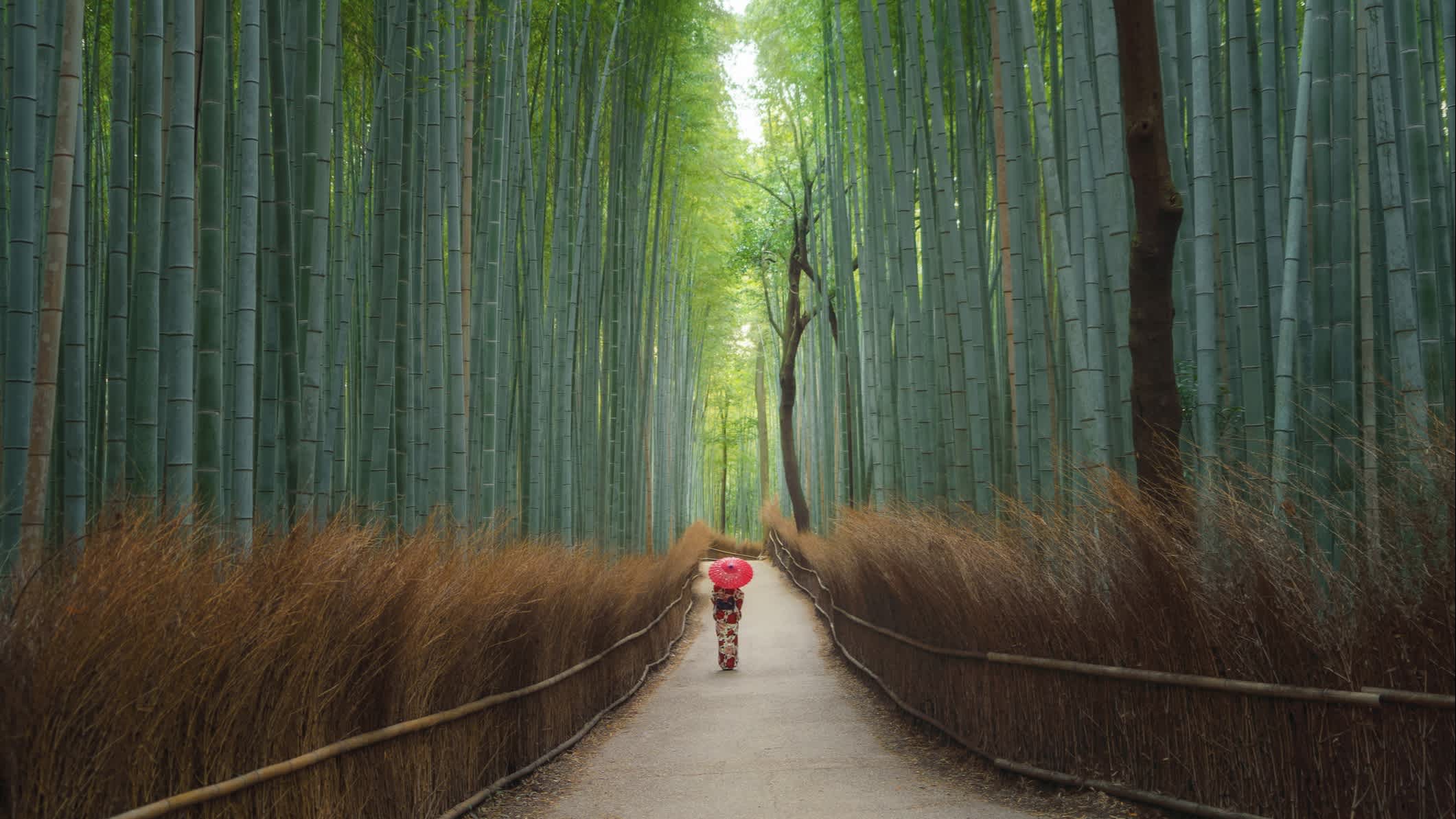 Eine Frau mit japanischem Kimono im Bambuswald, Kyoto, Japan.
