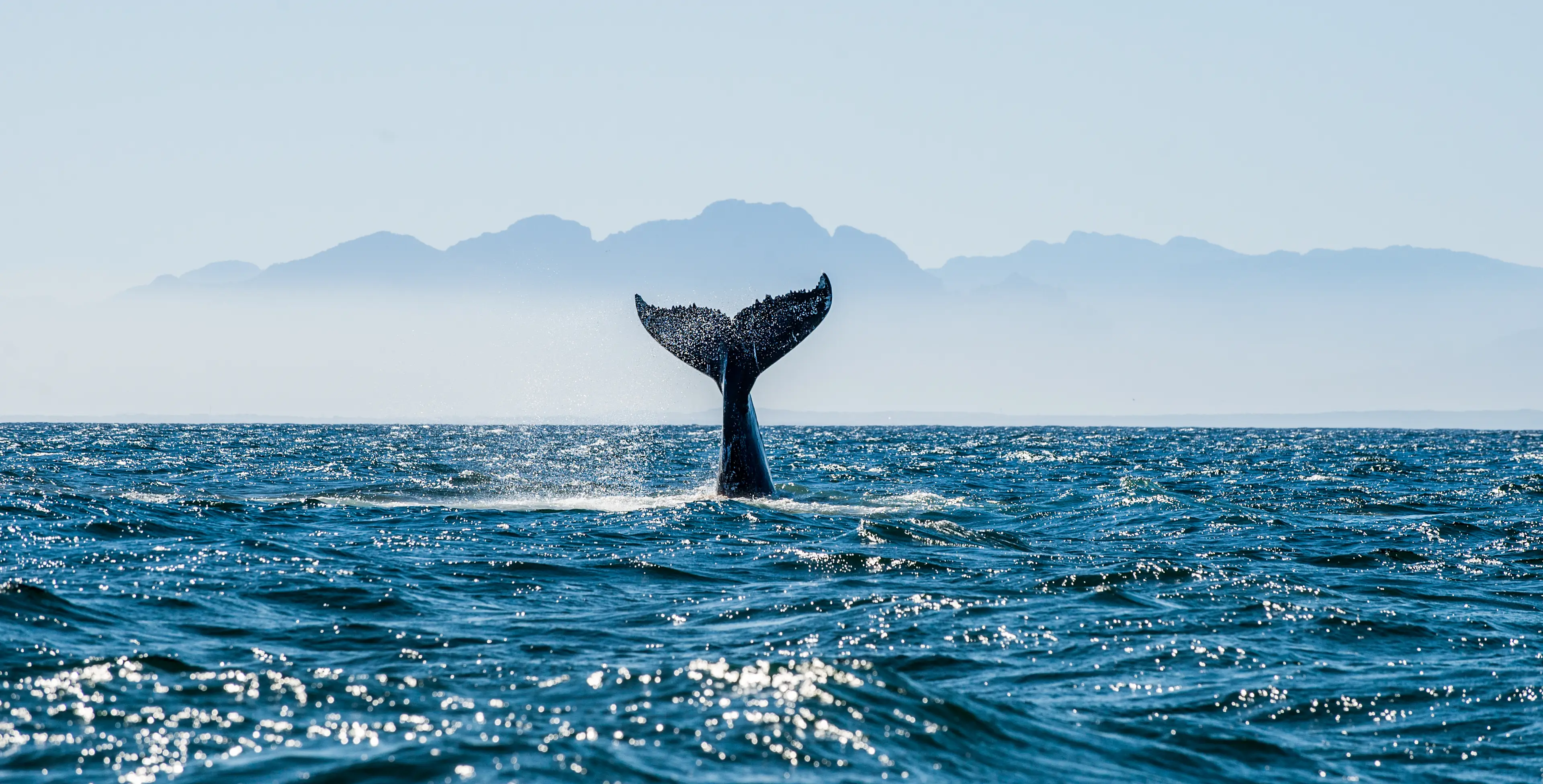 Whale Coast Die Schwanzflosse eines Wals erhebt sich über die Meeresoberfläche und bespritzt das Wasser, während im Hintergrund die fernen Berge unter einem klaren Himmel zu sehen sind.
