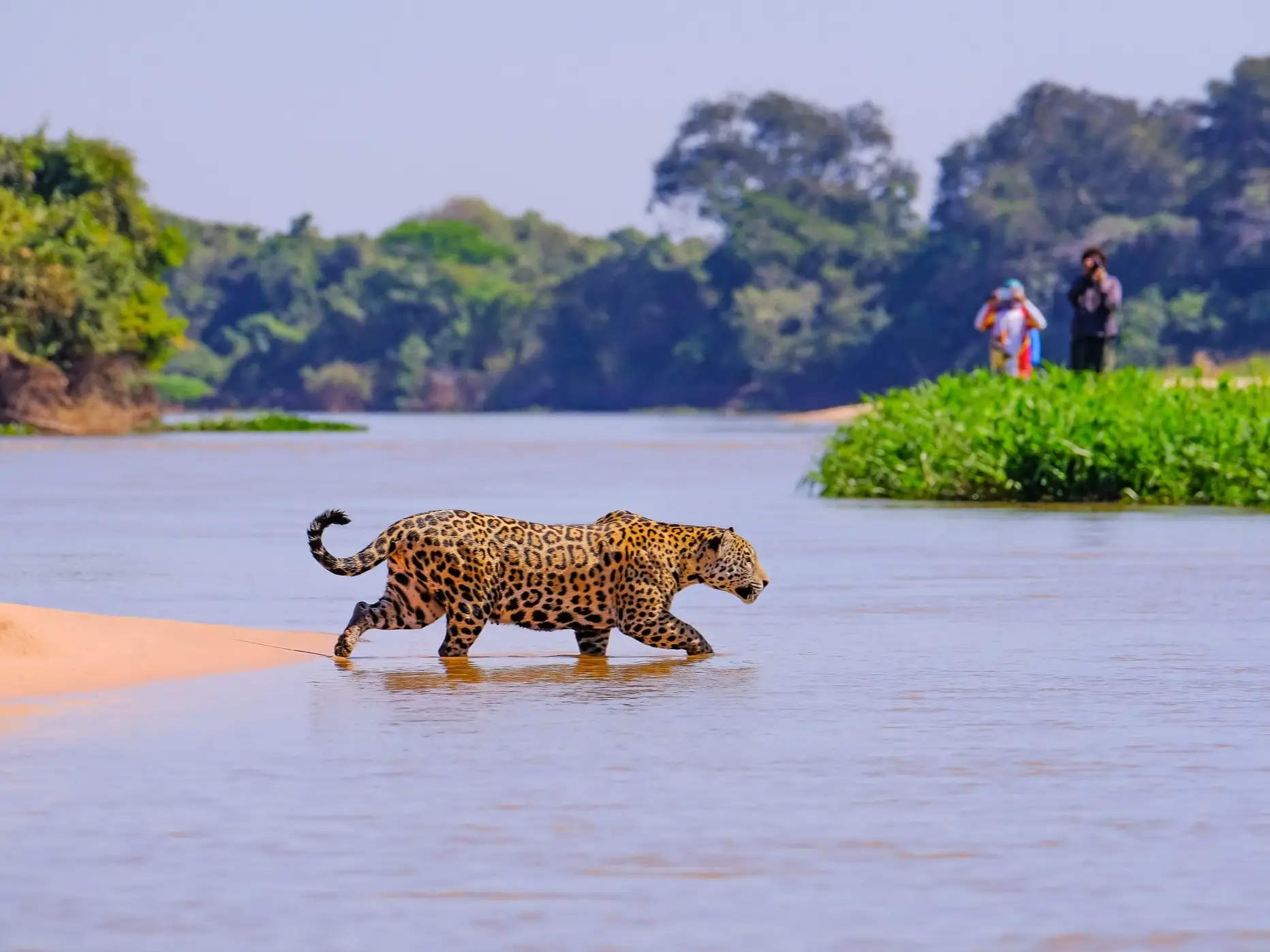 Brasilien, Pantanal, Jaguar