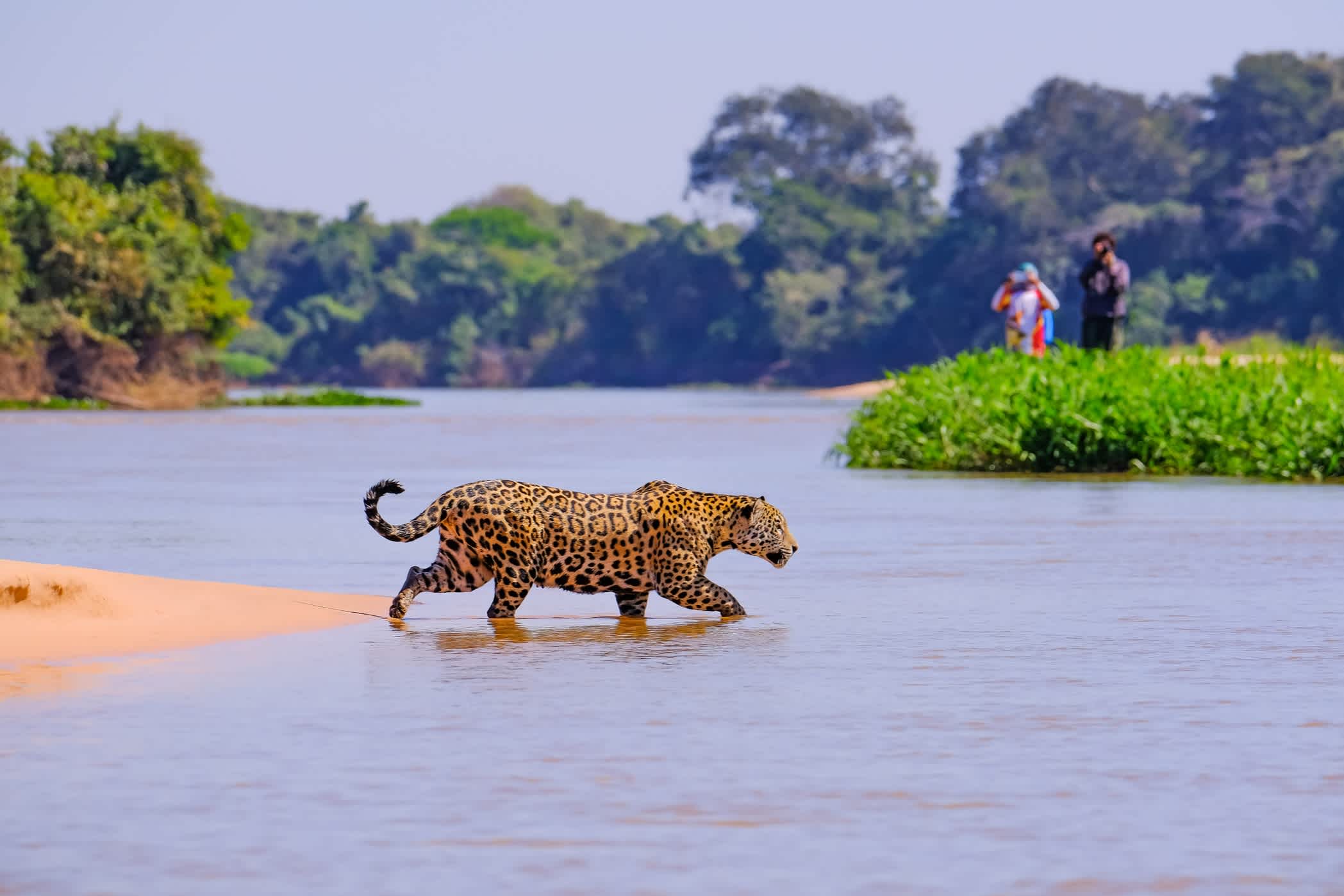 Jaguar geht in eine Fluss