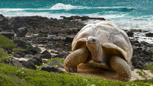 Tortue sur la plage aux Galapagos