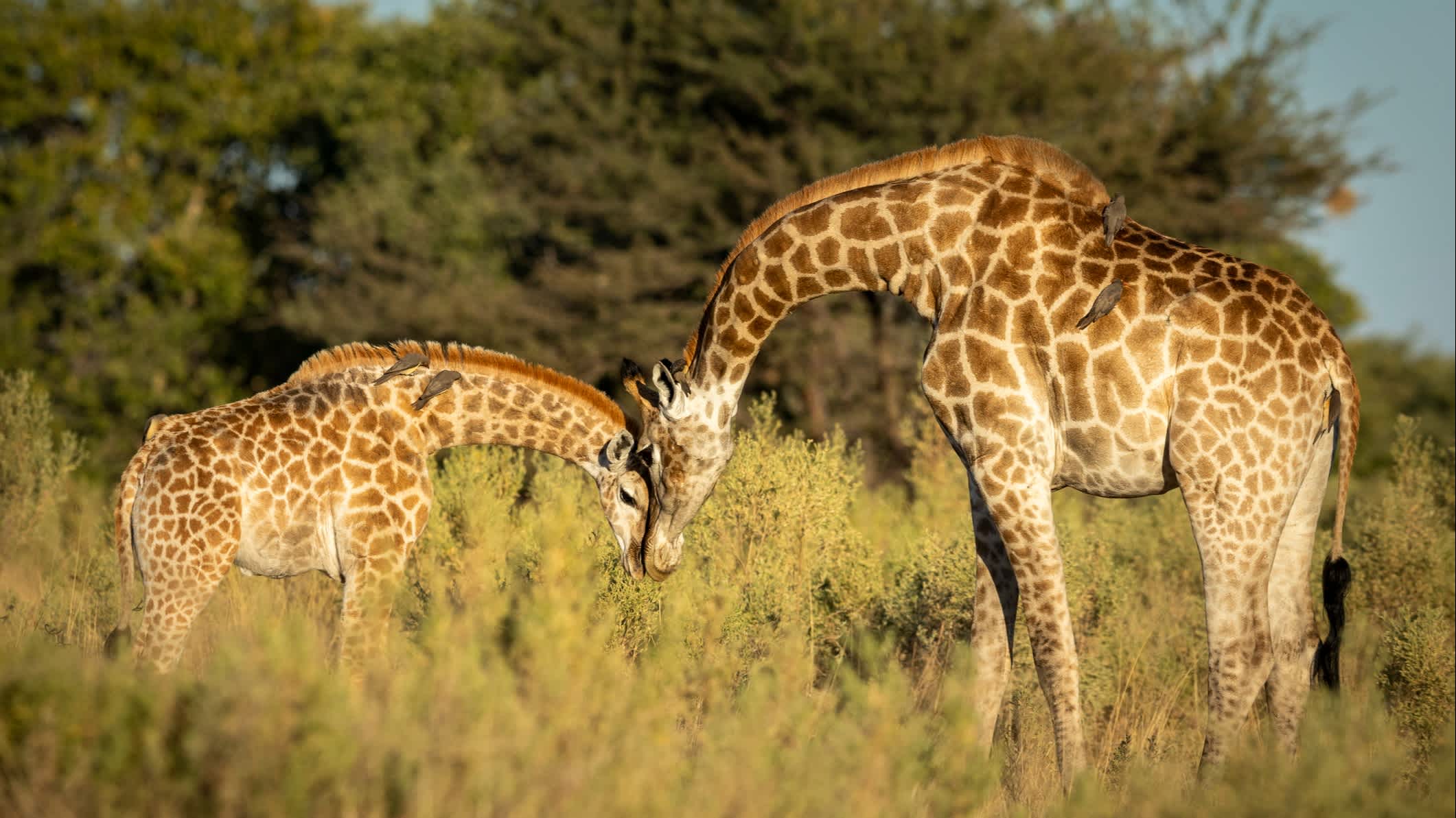 Weibliche Giraffe und ihr Baby stehen im grünen Busch im morgendlichen Sonnenlicht im Moremi Okavango Delta in Botswana