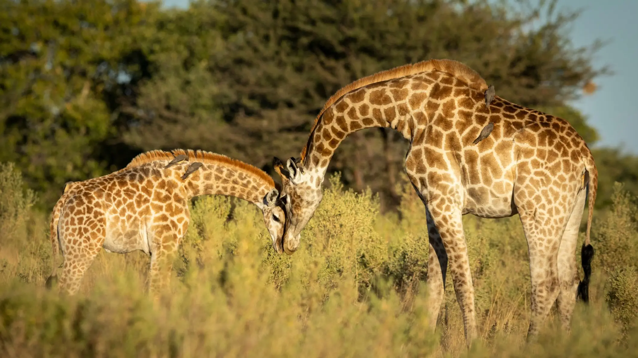 Botswana Moremi Game Reserve Giraffe Weibliche Giraffe und ihr Baby stehen im grünen Busch im morgendlichen Sonnenlicht im Moremi Okavango Delta in Botswana