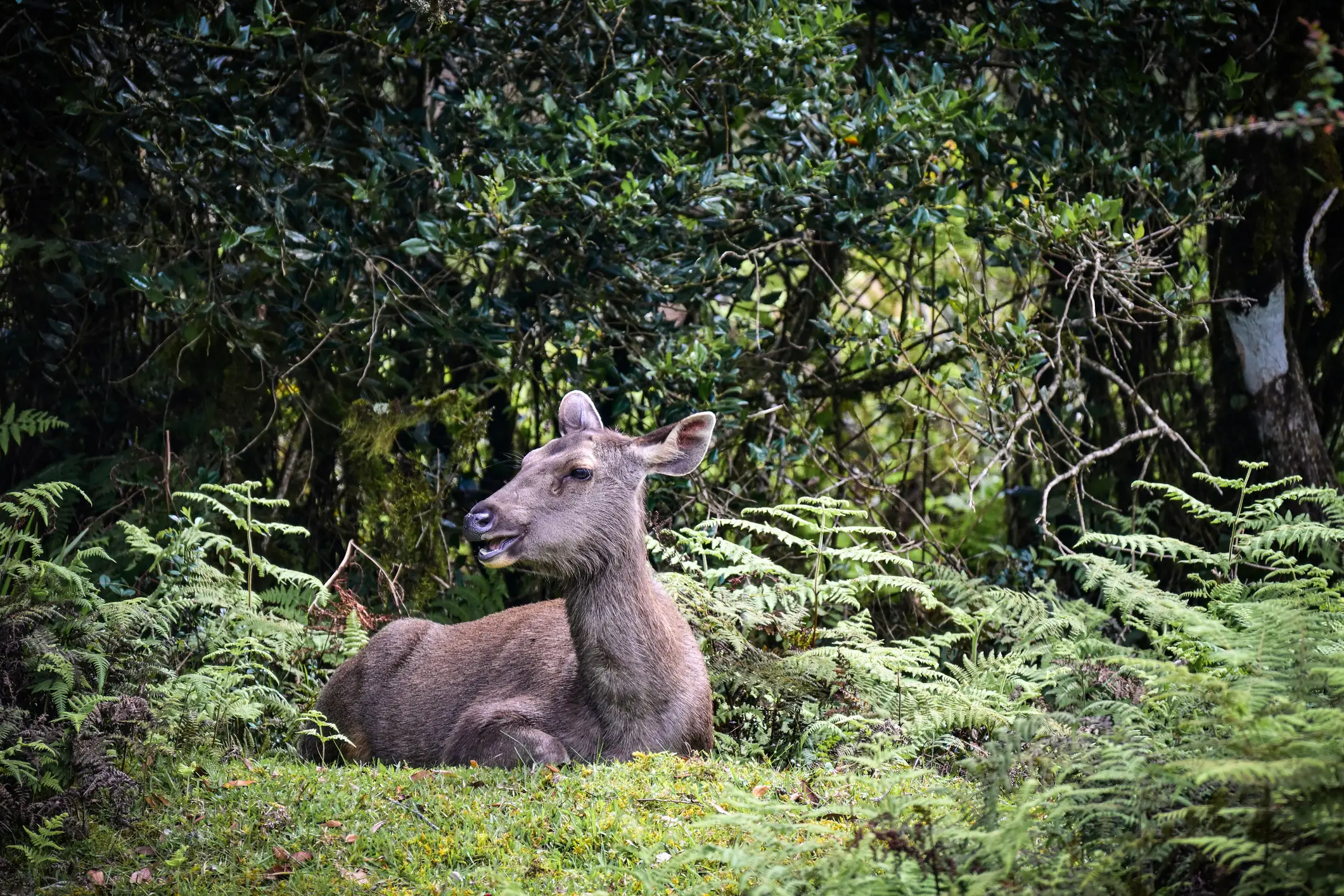 Le cerf sambar à Horton Plains, au Sri Lanka