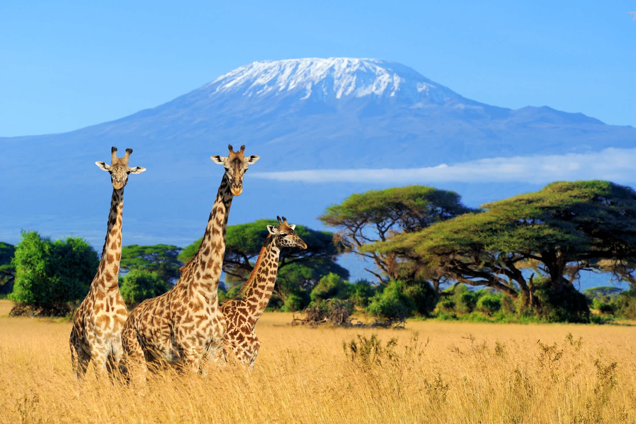 Kilimandjaro avec girafes au premier plan