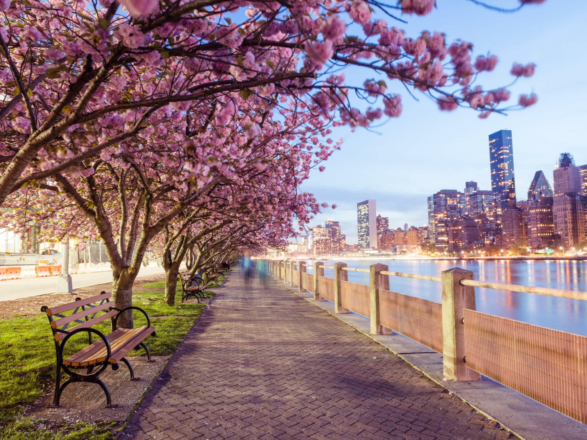 Printemps, cerisiers en fleurs sur Roosevelt Island à Manhattan, New York, États-Unis.