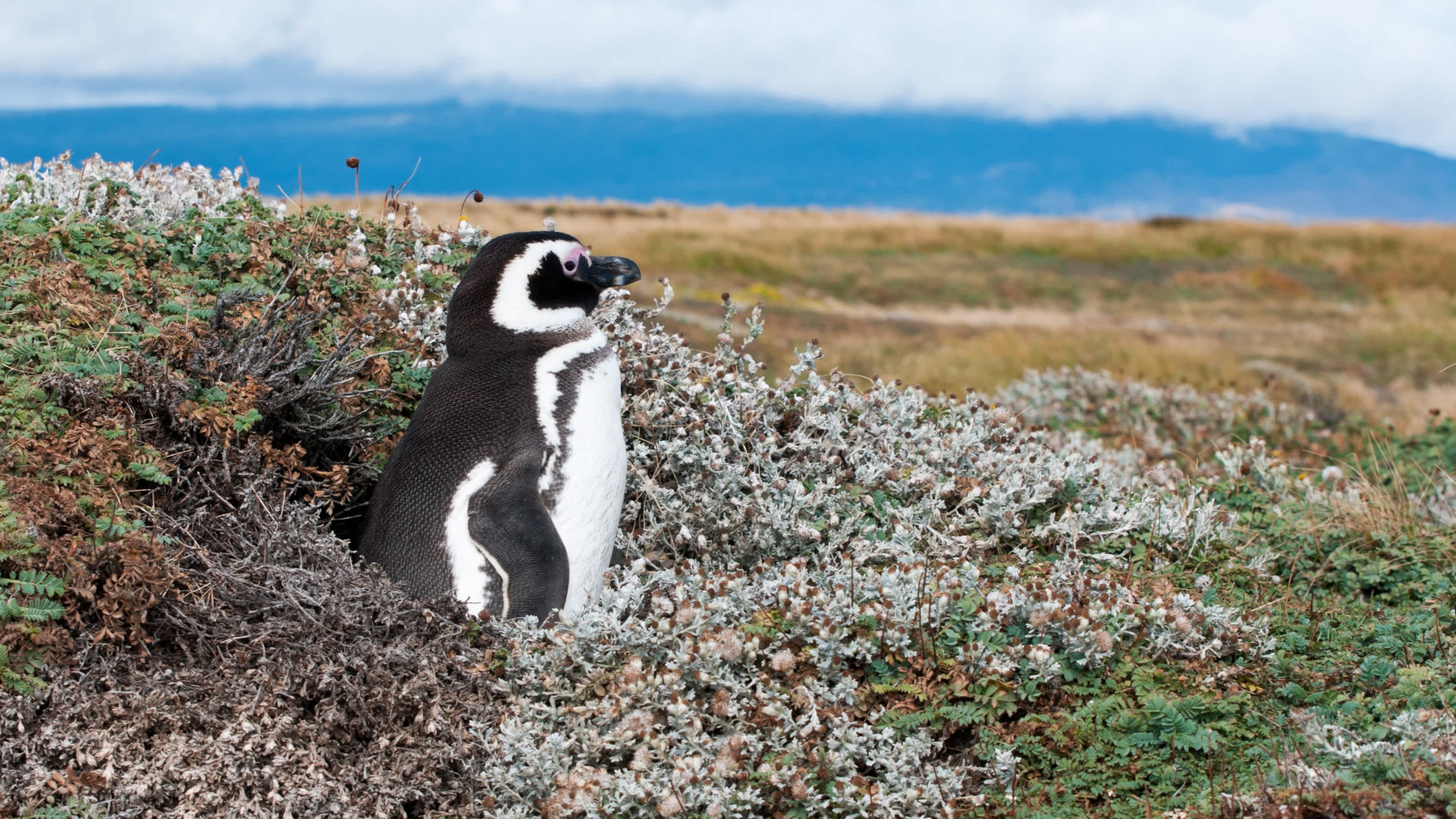 Pingouin de Magellan en Patagonie, Chili