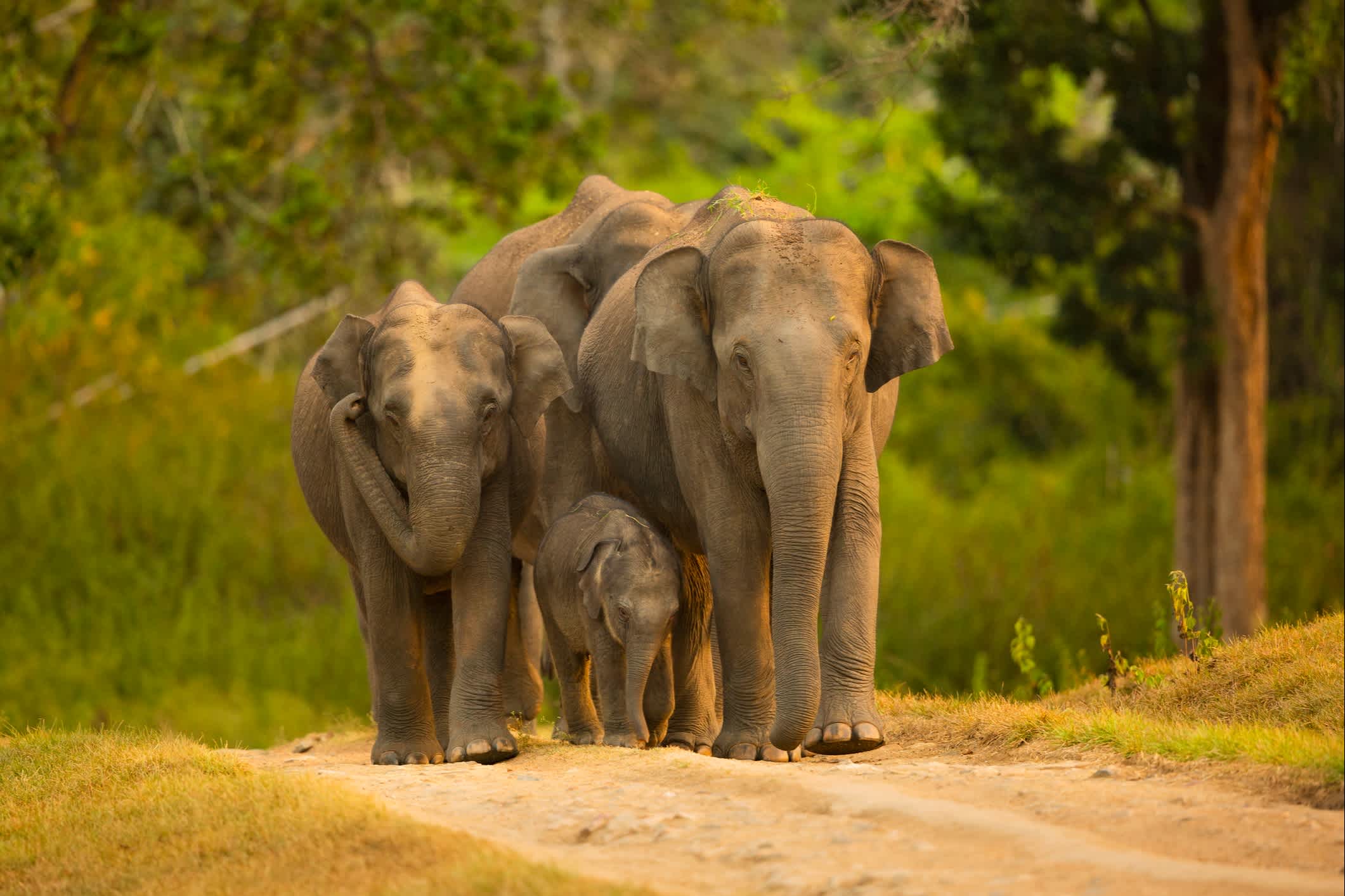Asiatische Elefantenherde mit Jungem, Indien

