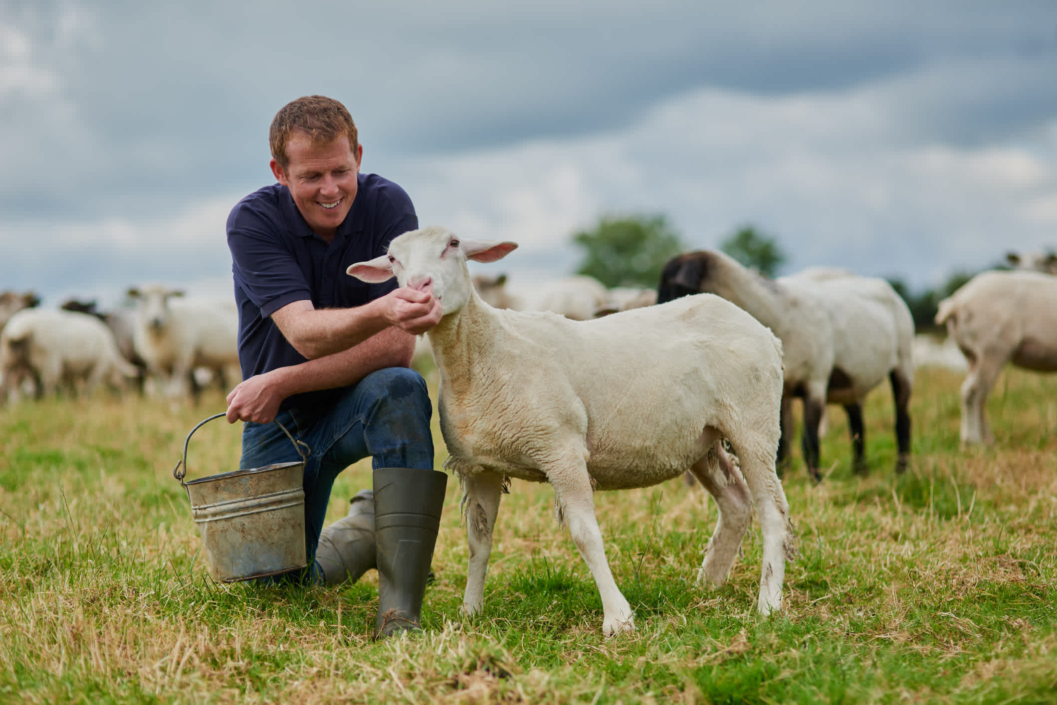 Ein Bauer mit seinem Schaf im Bauernhof in Irland,

