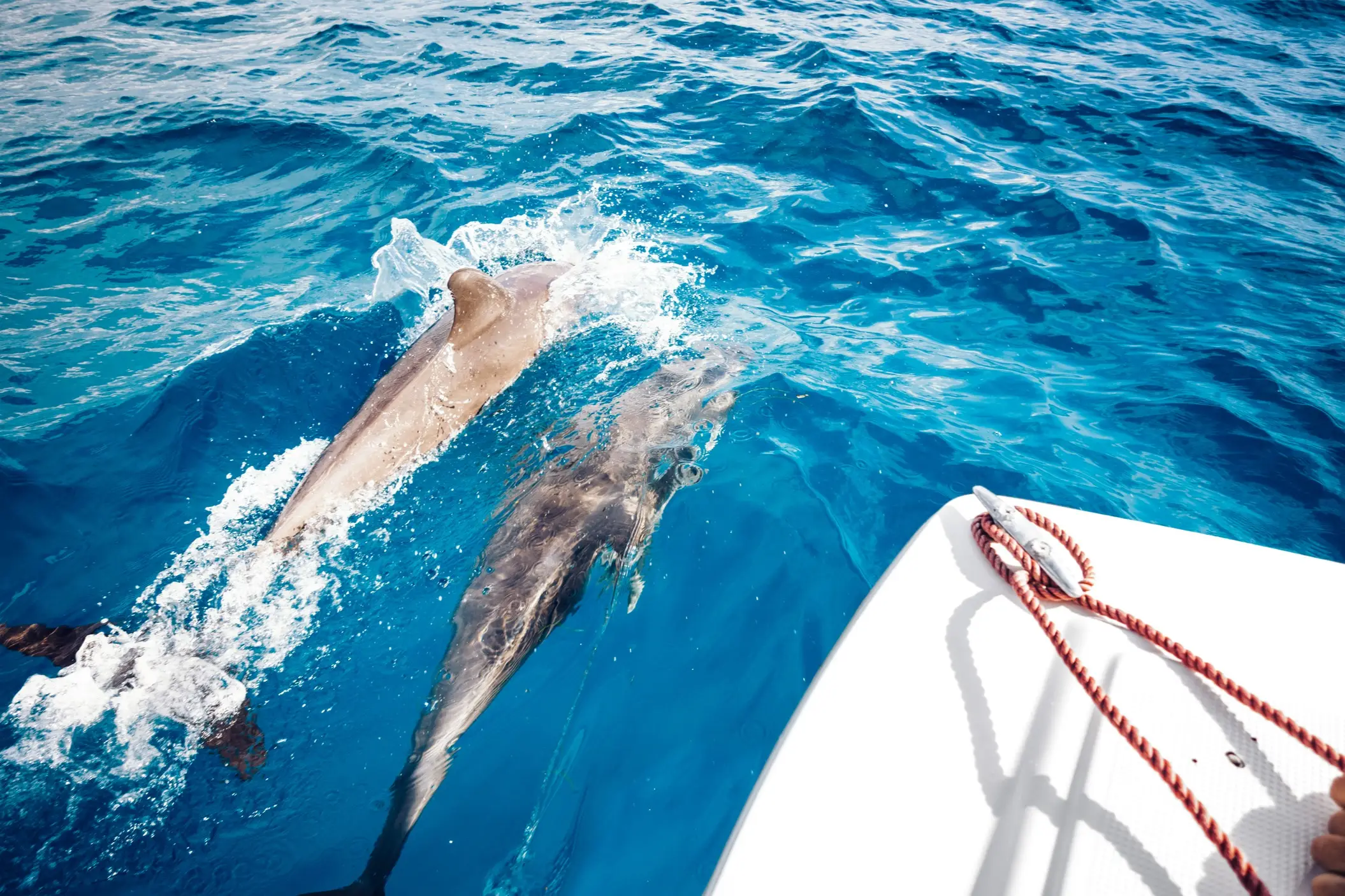 Boat tour with dolphins

