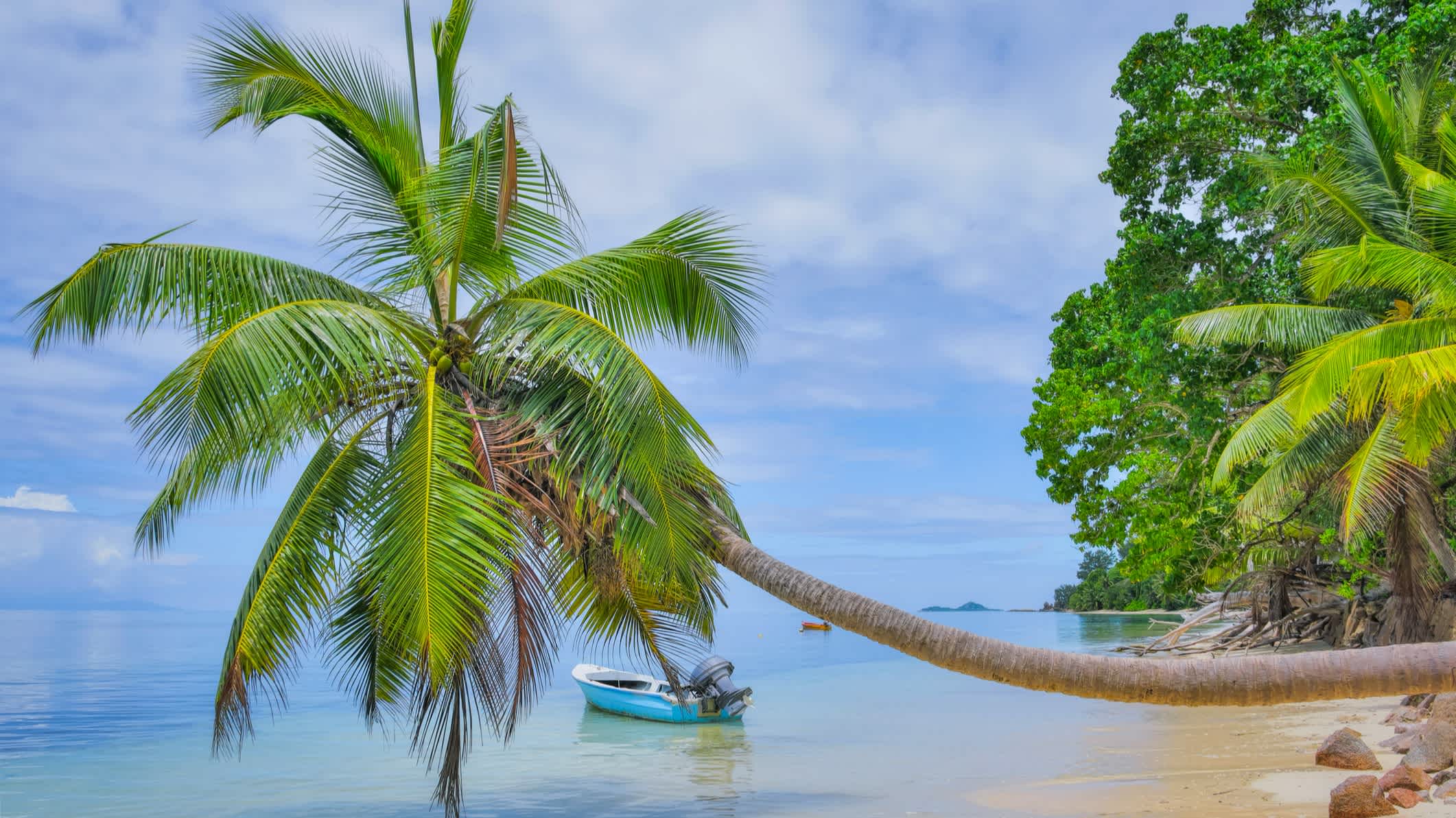 Der Strand von Anse St. Sauveur, Praslin Insel, Seychellen mit einer krummen ins Wasser ragenden Palme im Vordergrund und einem lokalen Fischerboot im Wasser.