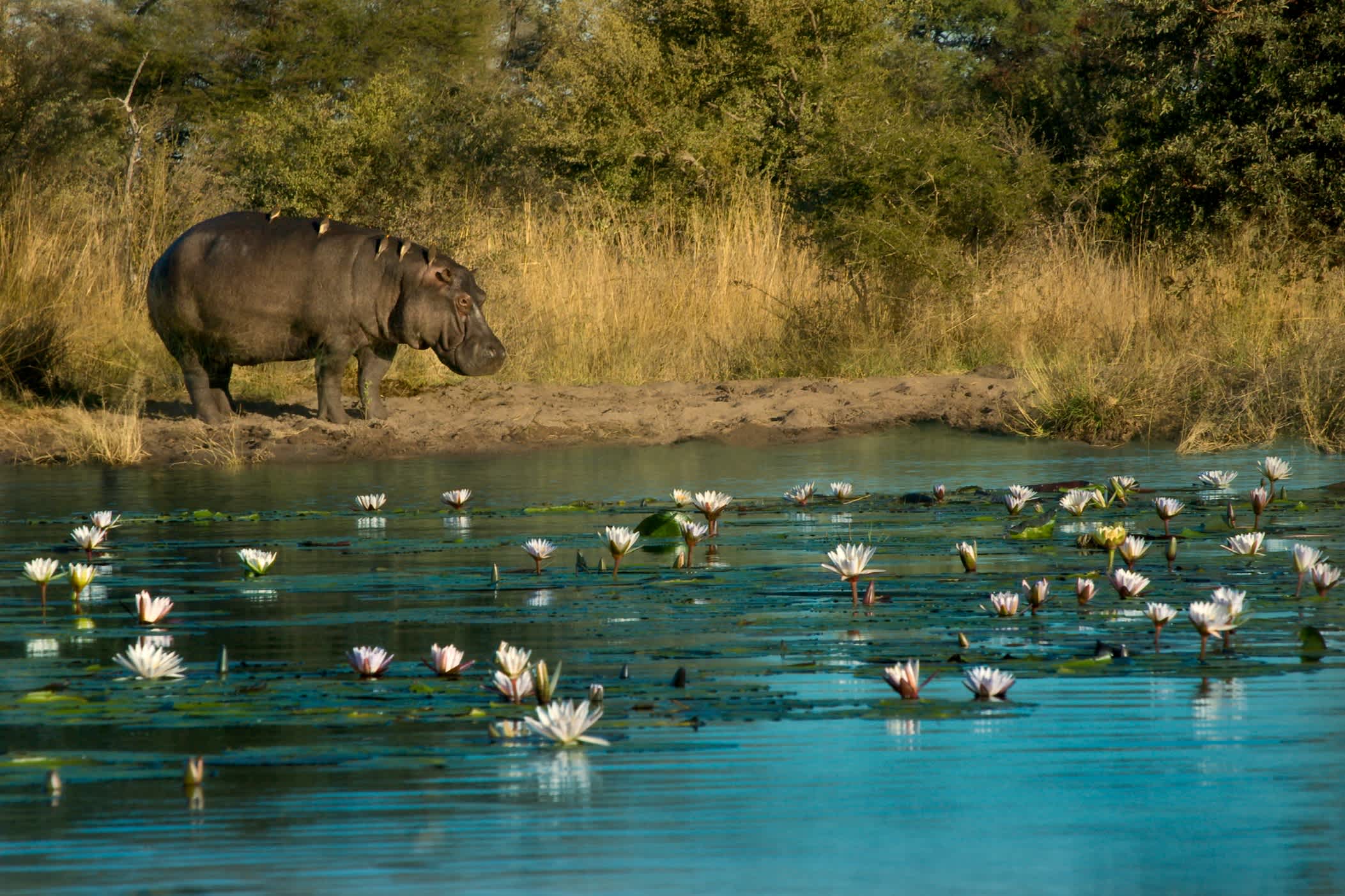 Hippopotame au bord de la rivière