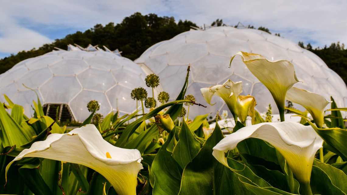 Grandes fleurs blanches devant les biodômes de The Eden Project Cornwall, Royaume-Uni