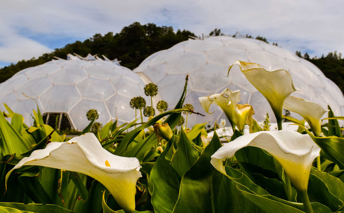 Große weiße Blumen vor den Biodomen im The Eden Project Cornwall