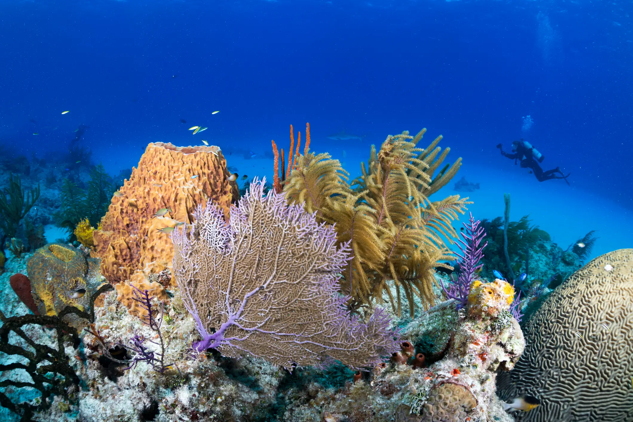 Bahamas, Korallen Tauchen auf den Bahamas zwischen Korallen.