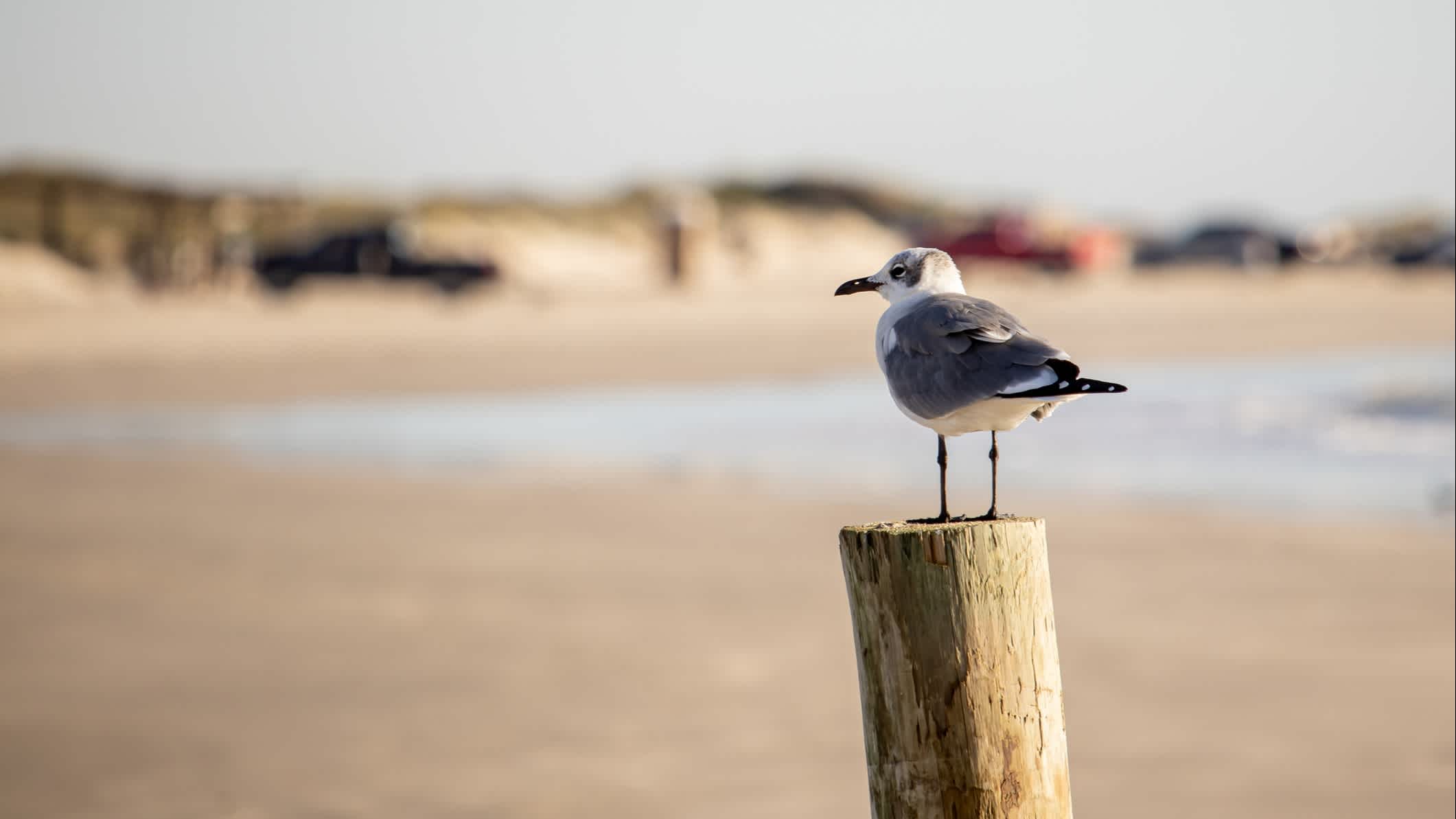 Mouette sur un rondin de bois, au bord de la plage dans le parc d'État de Mustang Island au Texas