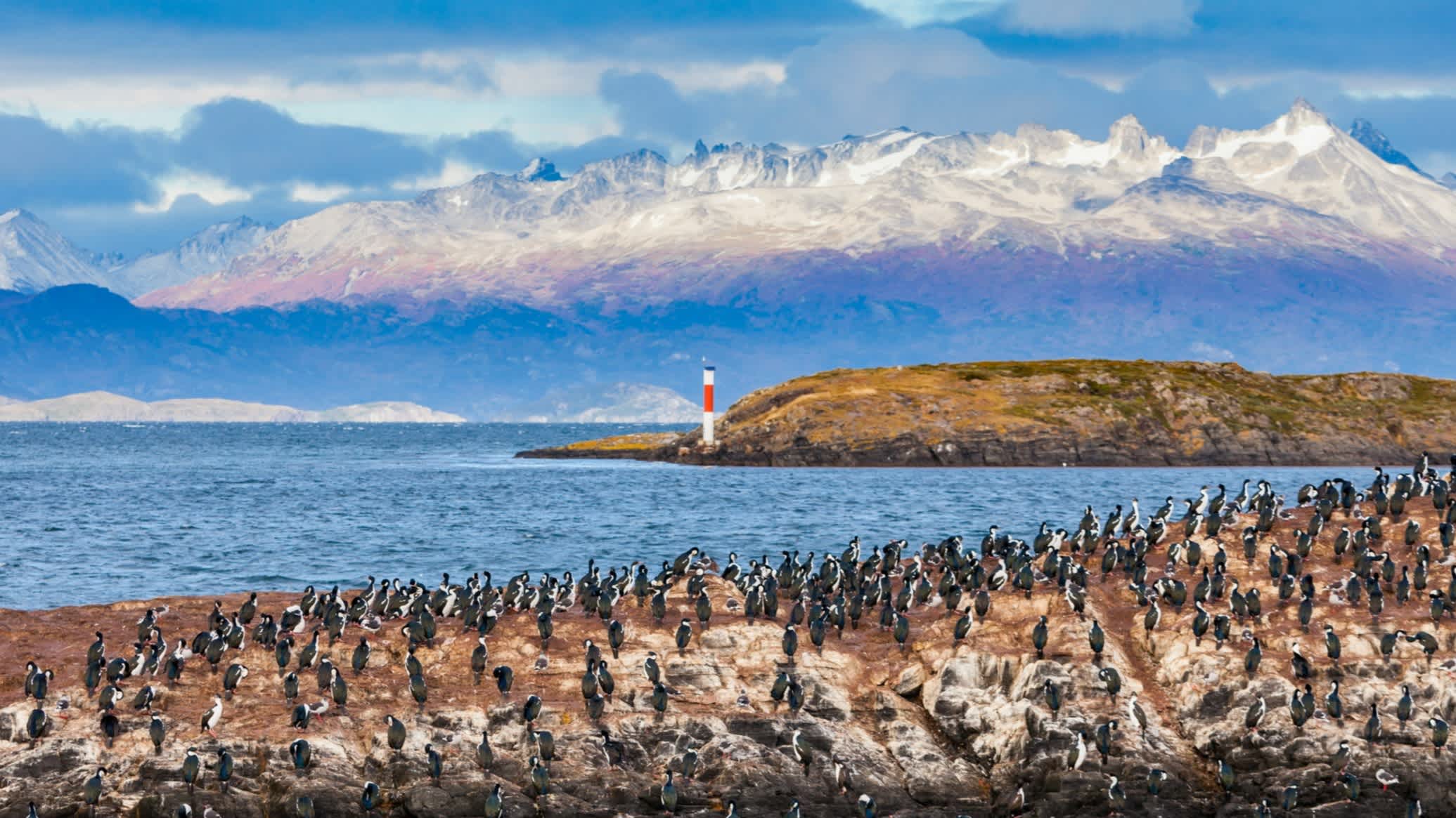 Une nuée d'oiseaux sur une île longeant le canal de Beagle, près de la ville d'Ushuaïa en Argentine.