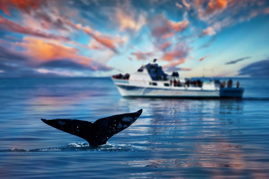 Die Schwanzflosse eines schwulen Wals vor der Küste Südkaliforniens, USA.