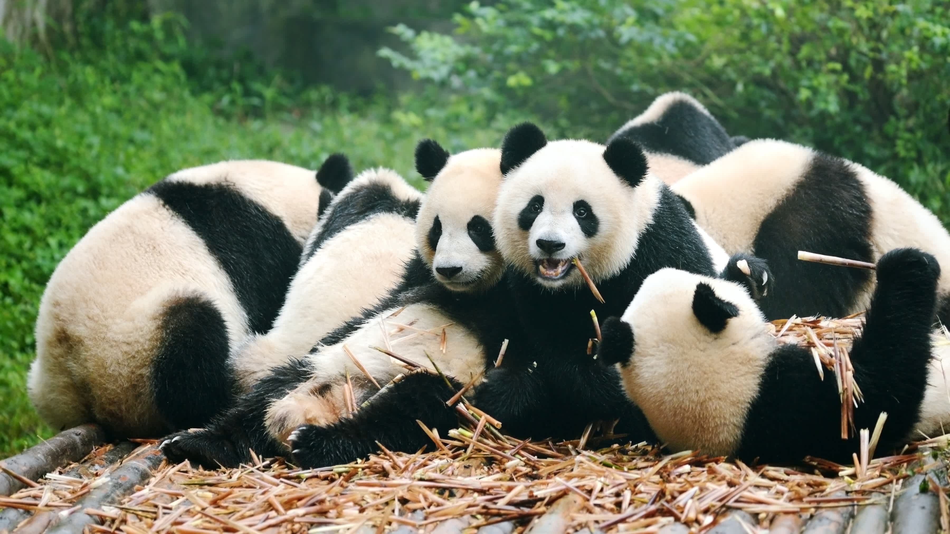 Groupe de pandas en train de manger, à Chendgu, en Chine.